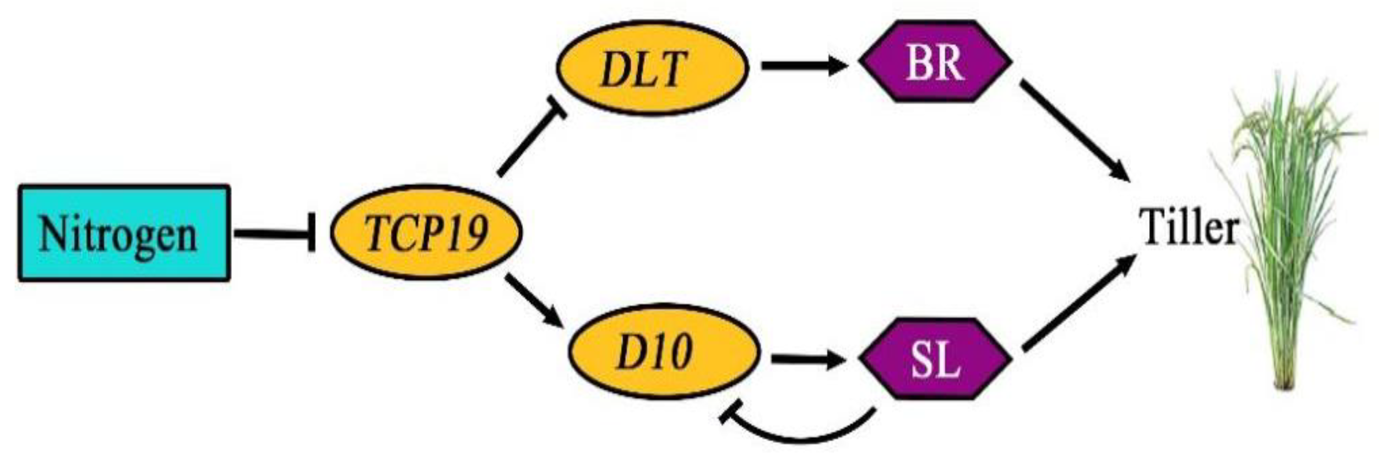 Plants 13 03349 g013