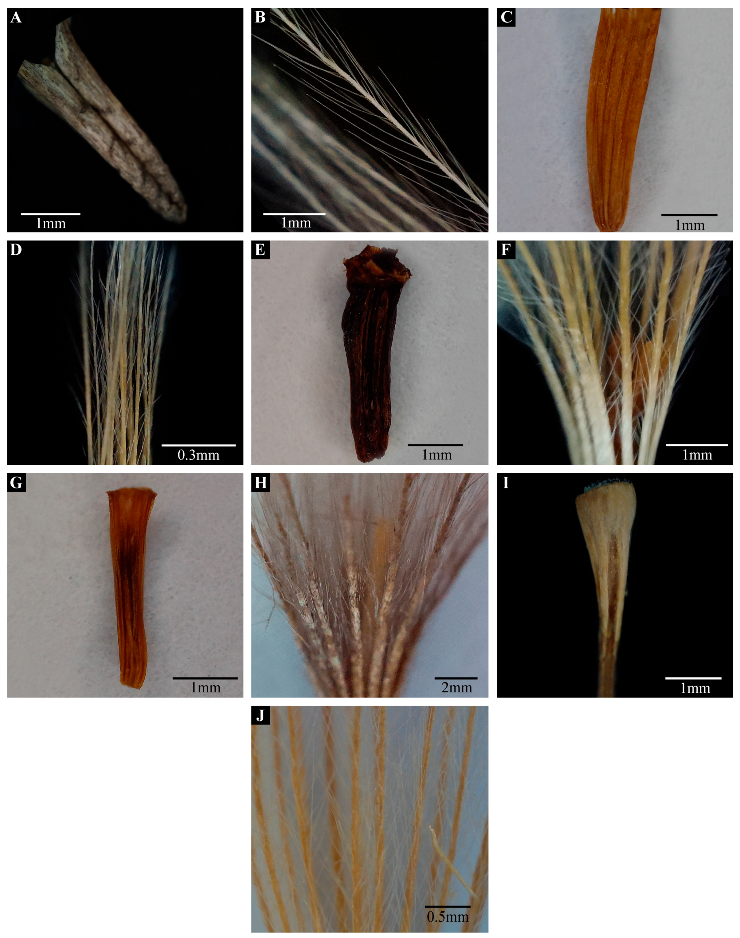 Plants 13 03367 g005 Plants 13 03367 g005