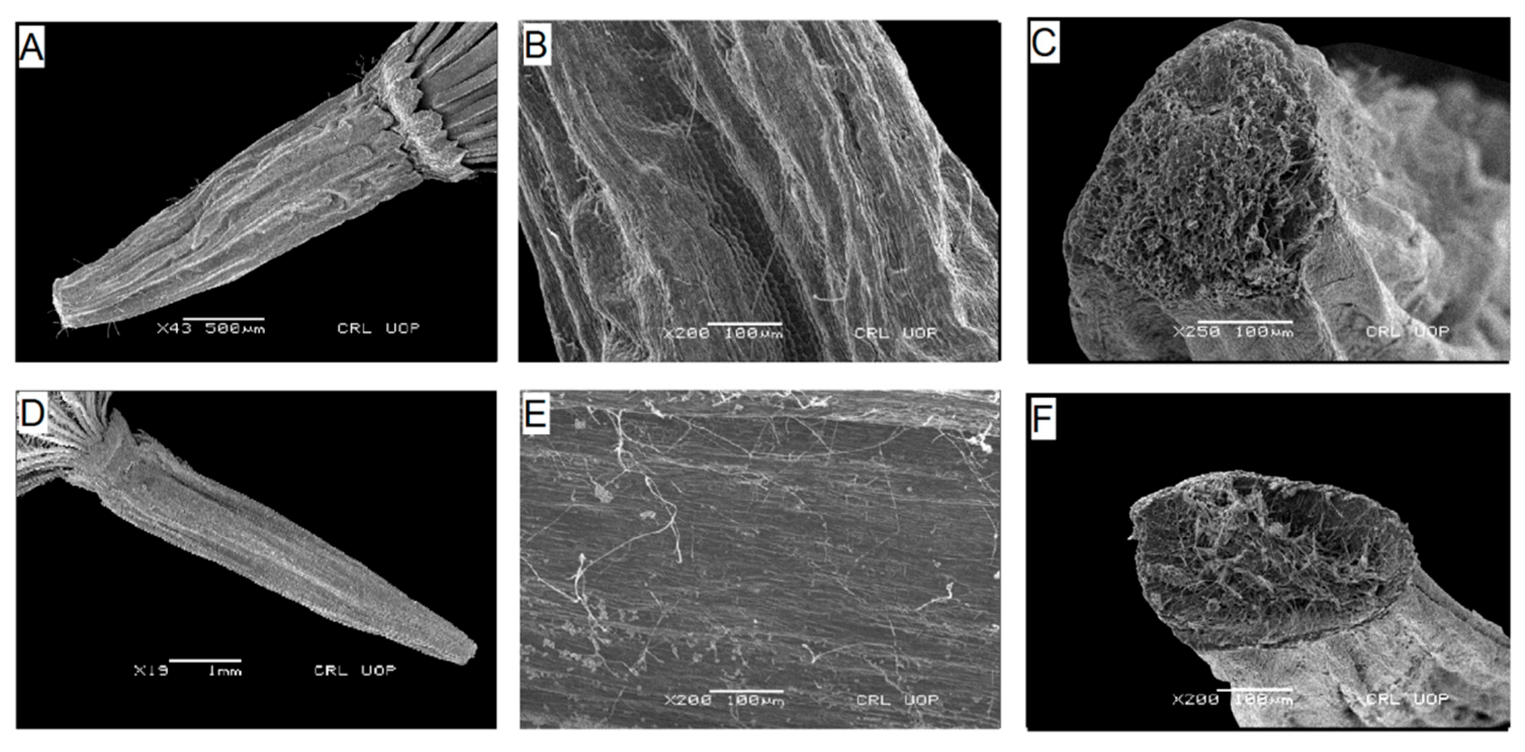 Plants 13 03367 g007 Plants 13 03367 g007