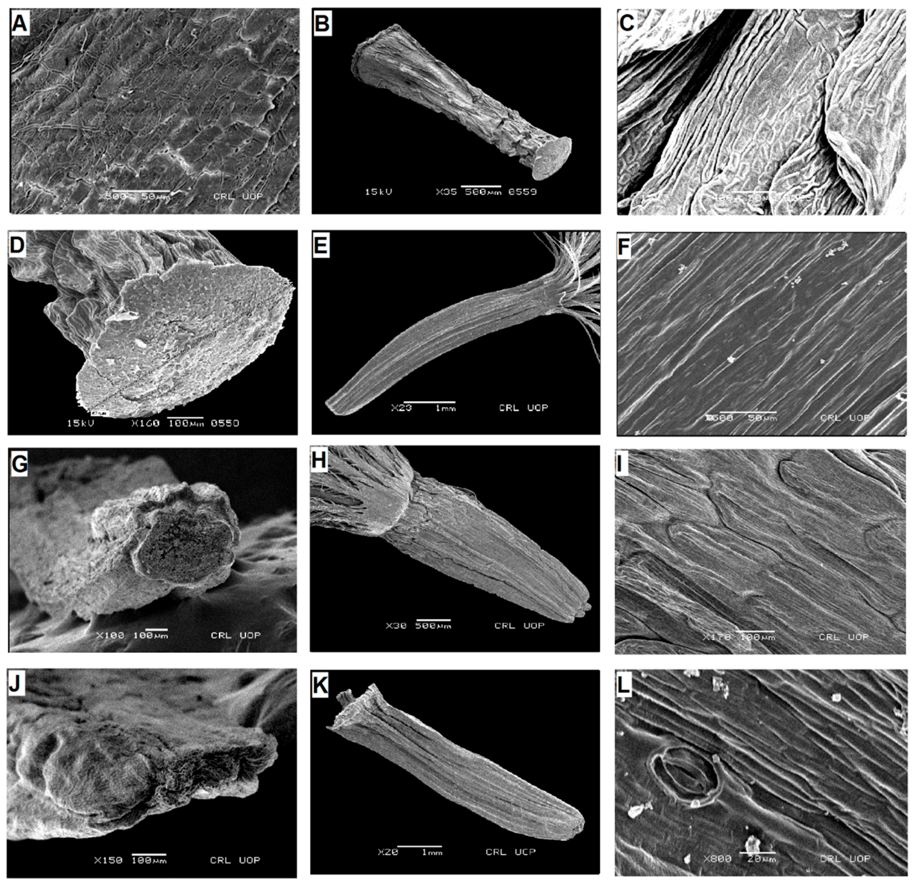 Plants 13 03367 g009 Plants 13 03367 g009