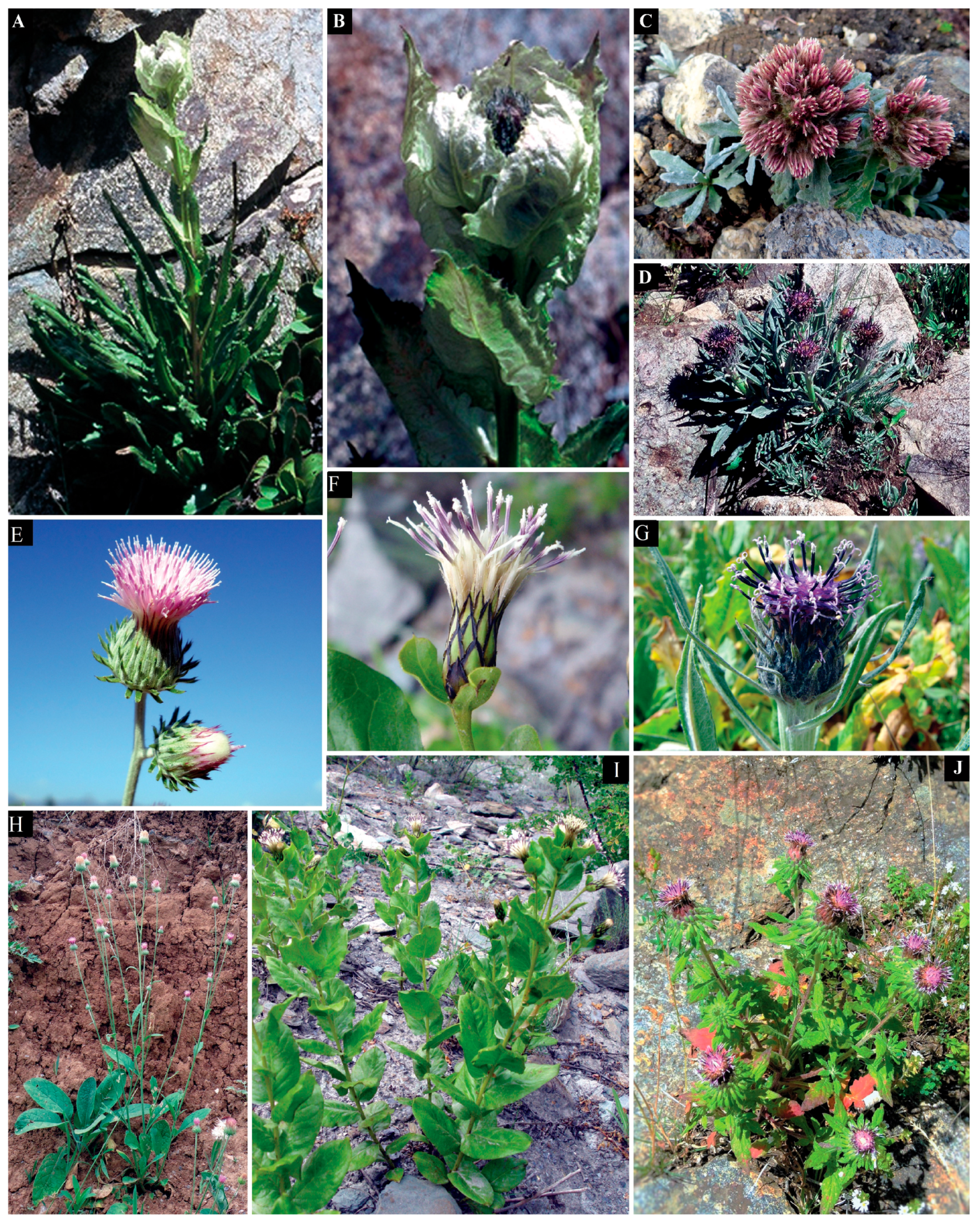 Plants 13 03367 g012 Plants 13 03367 g012