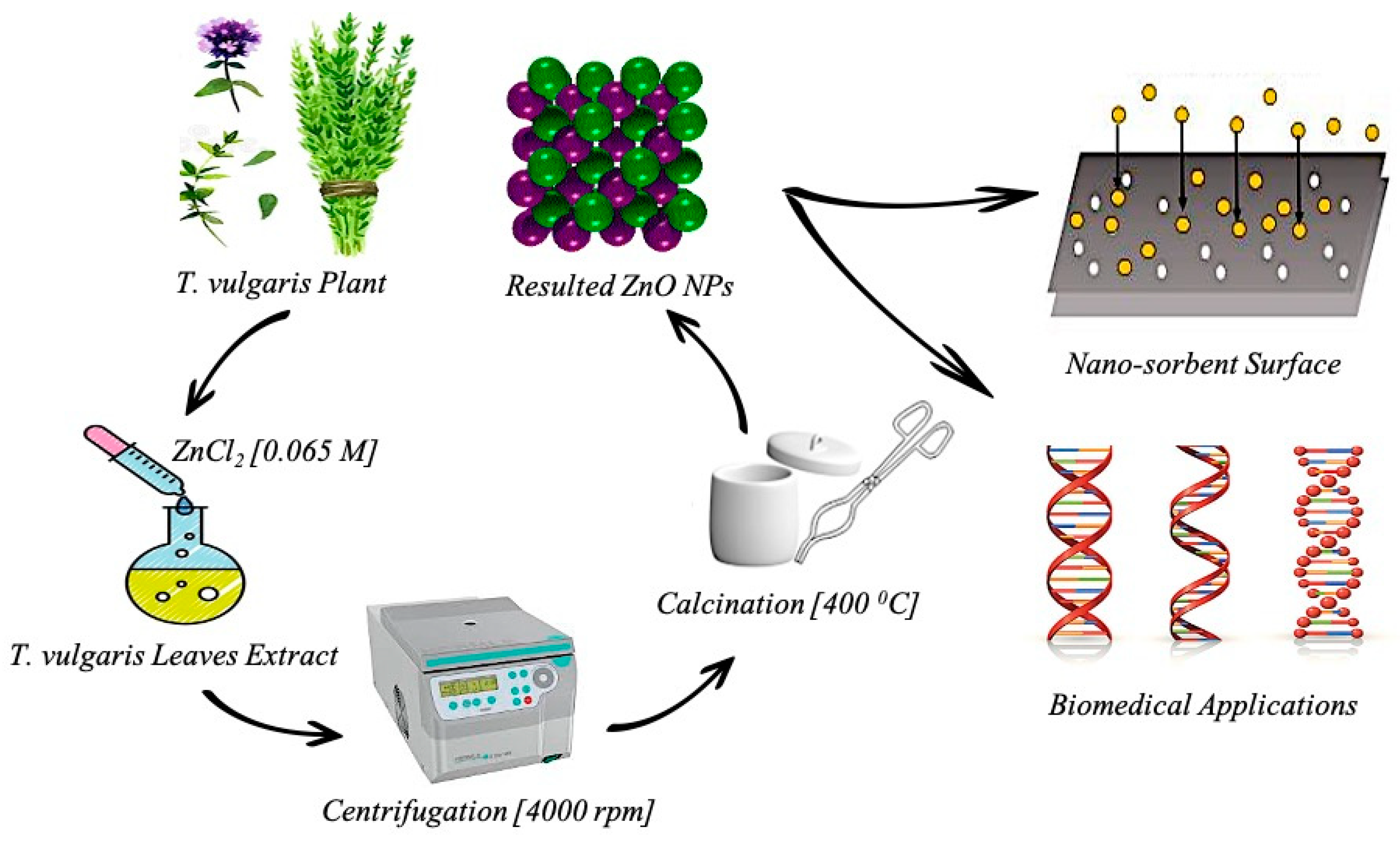 Plants 13 03386 g015