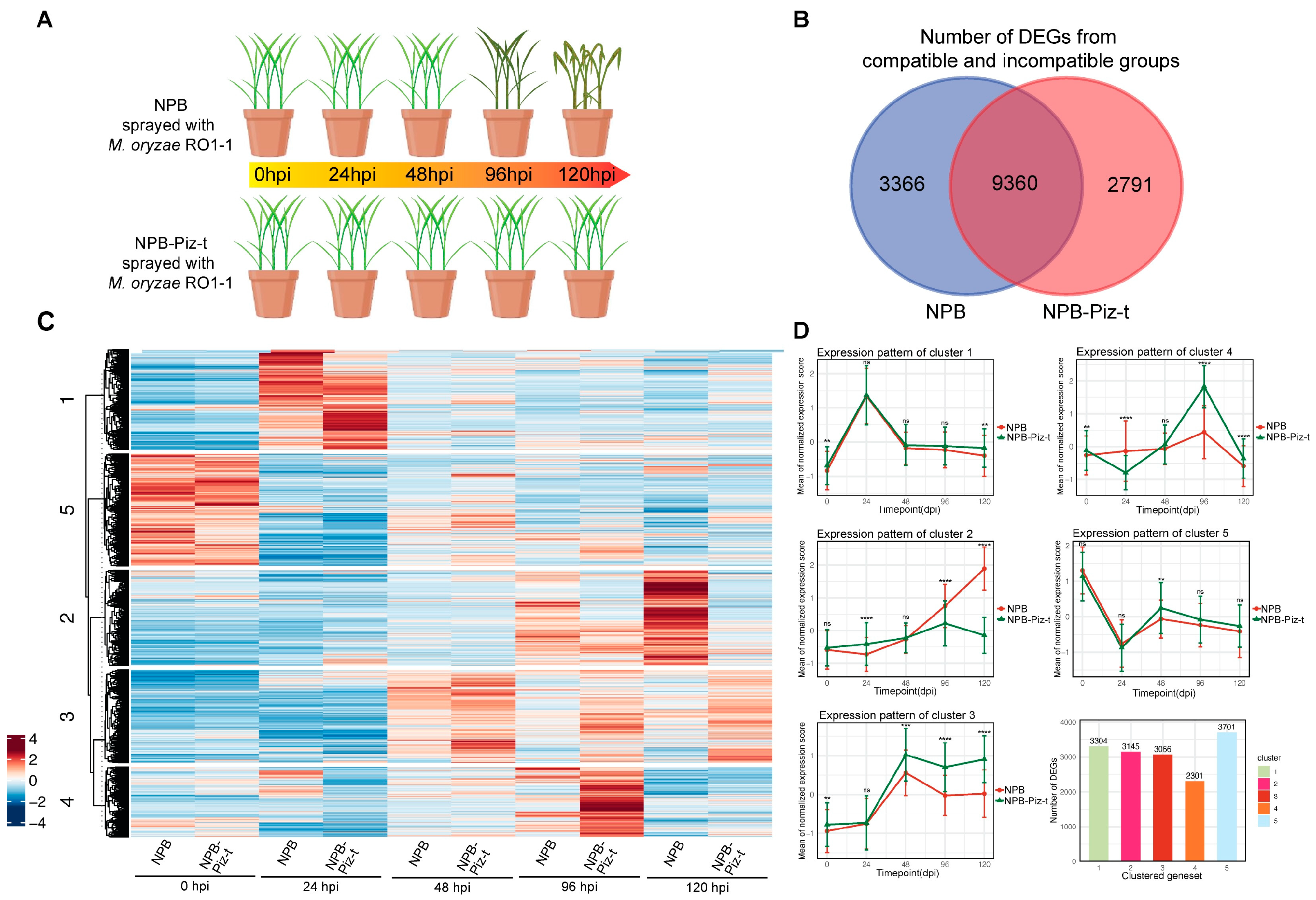 Plants 13 03408 g001