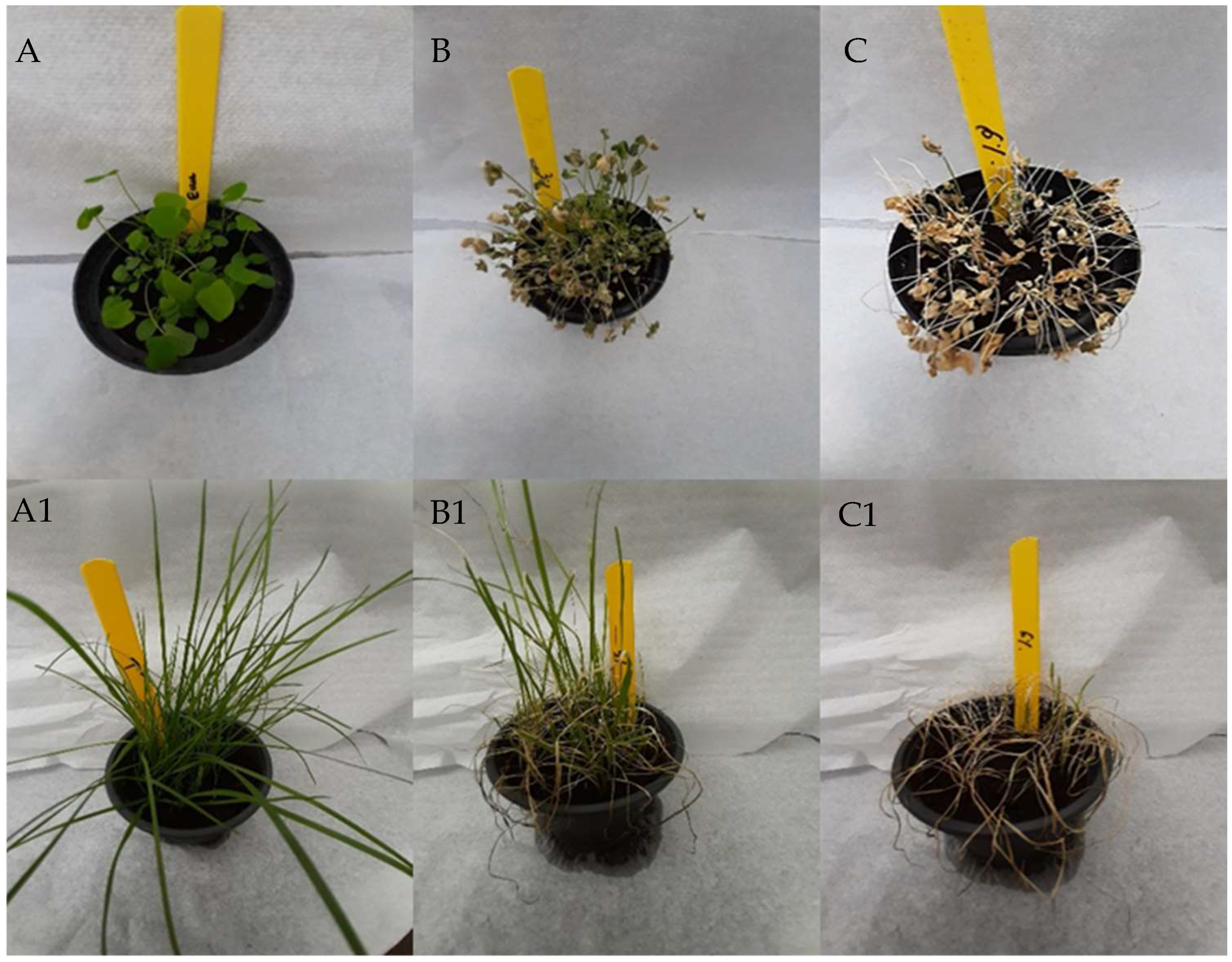 Plants 13 03432 g001