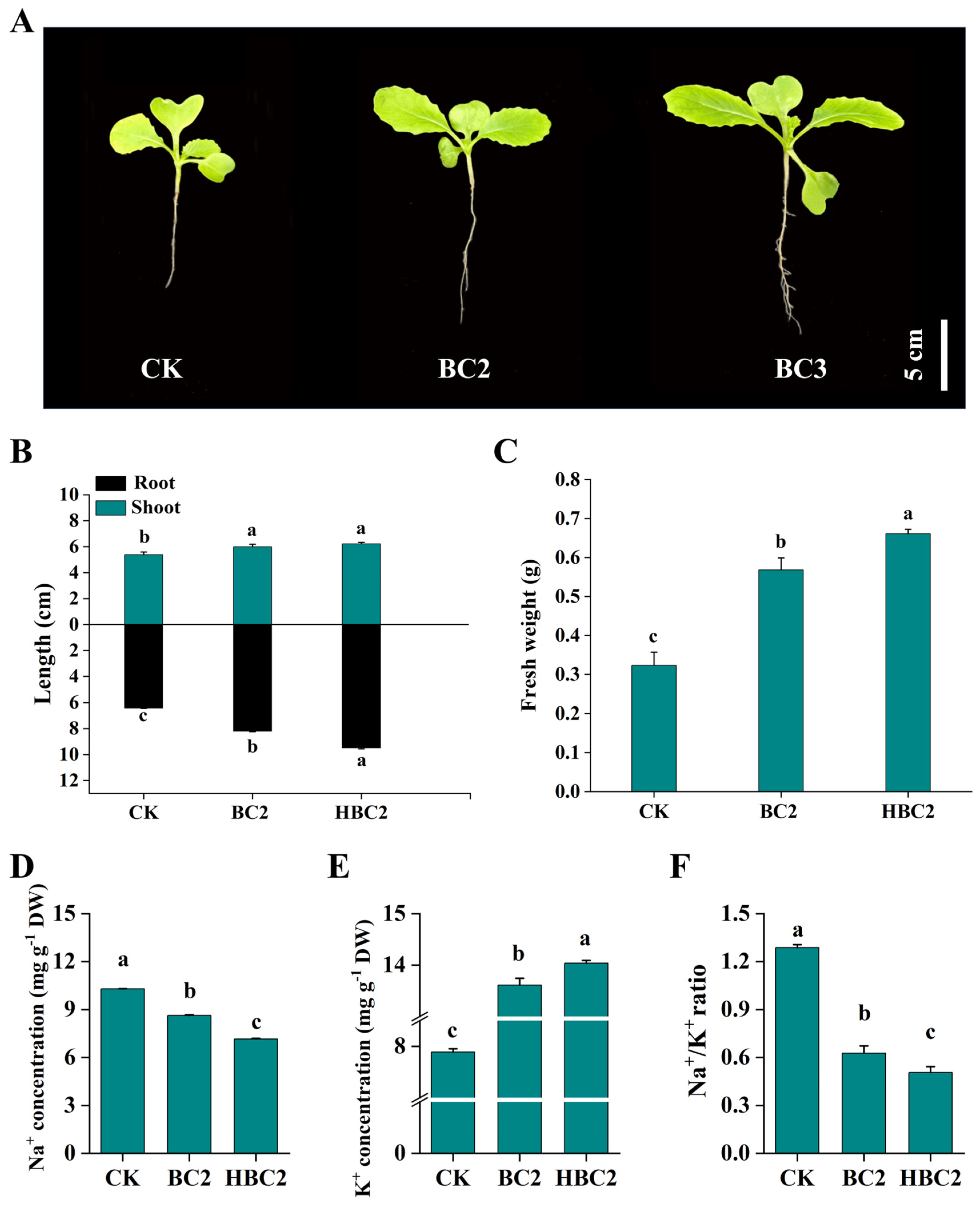 Plants 13 03434 g006 Plants 13 03434 g006