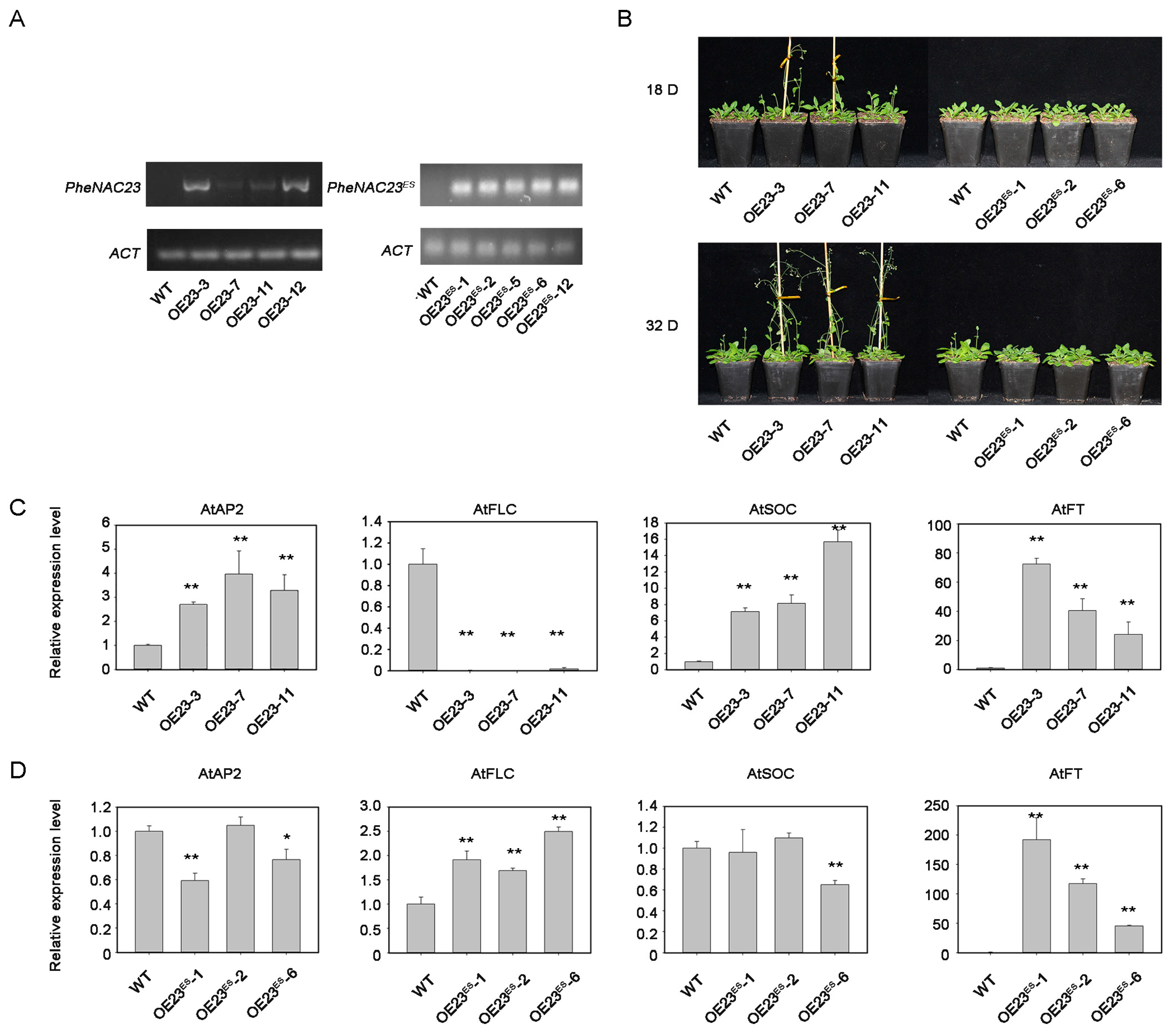 Plants 13 03452 g005