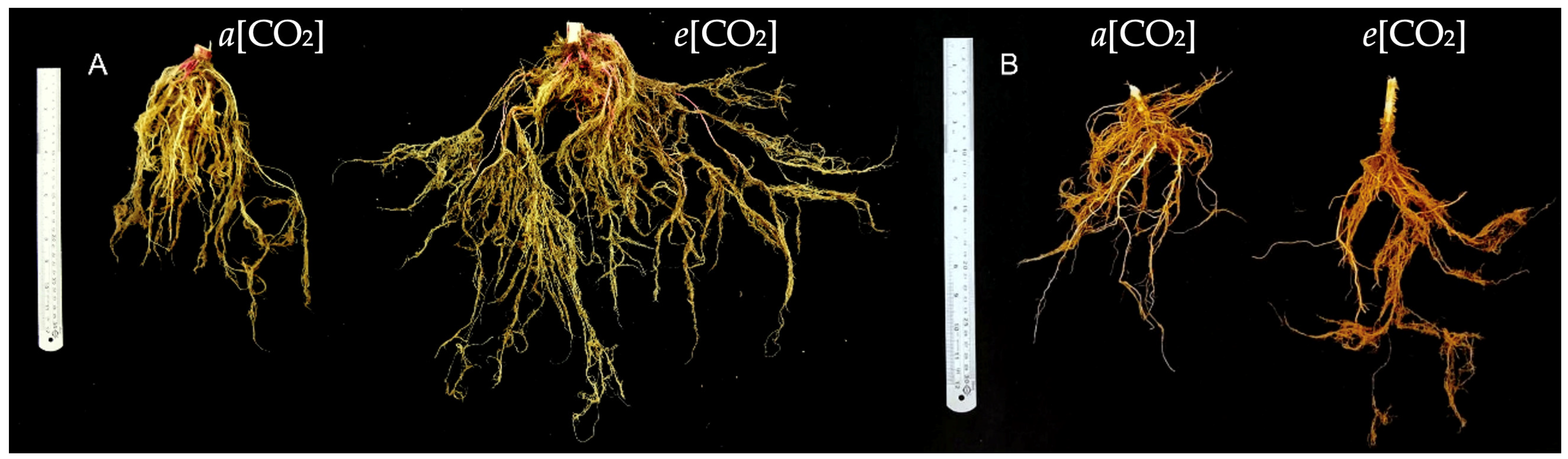 Plants 13 03453 g008 Plants 13 03453 g008