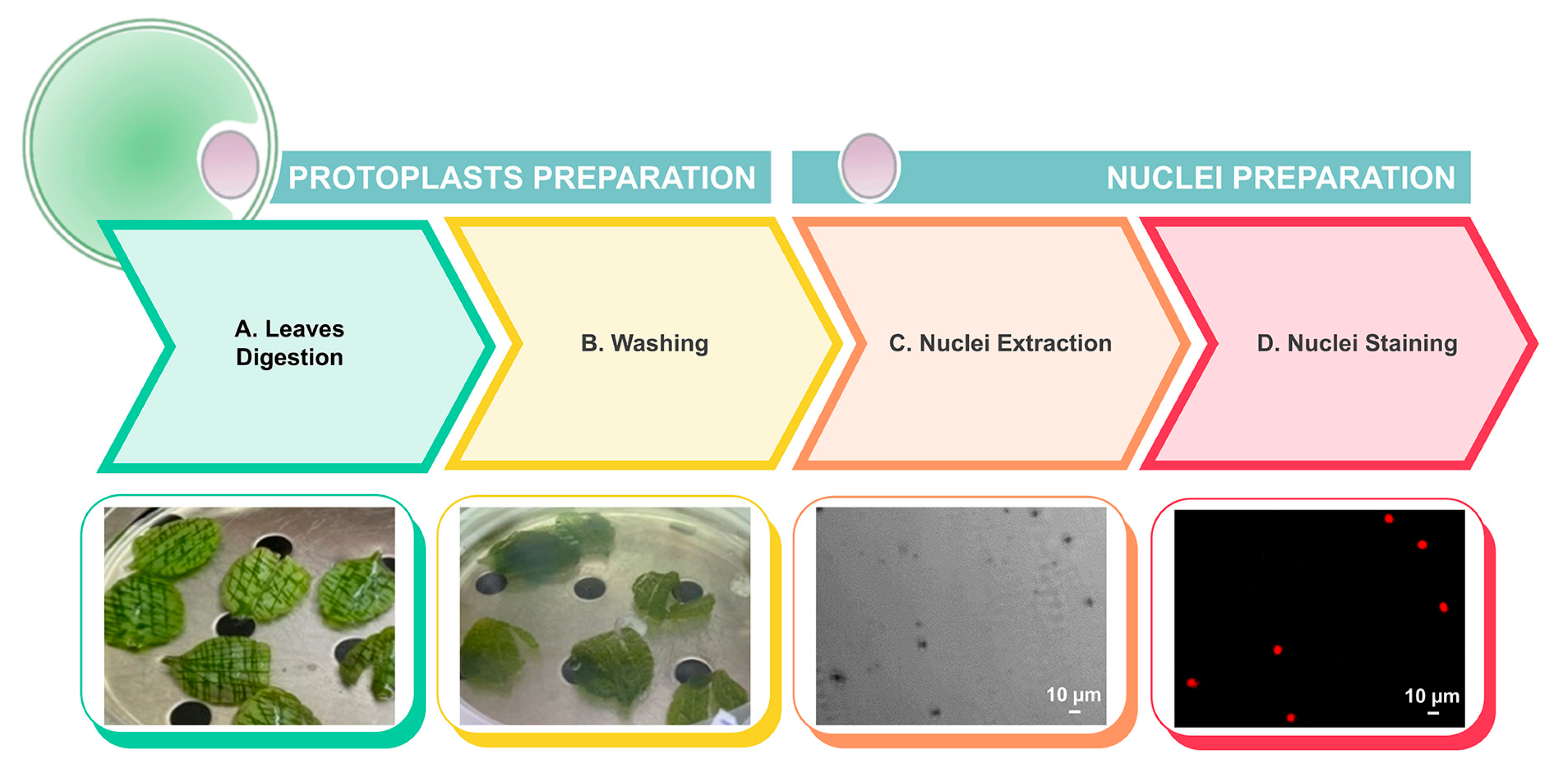 Plants 13 03530 g004 Plants 13 03530 g004