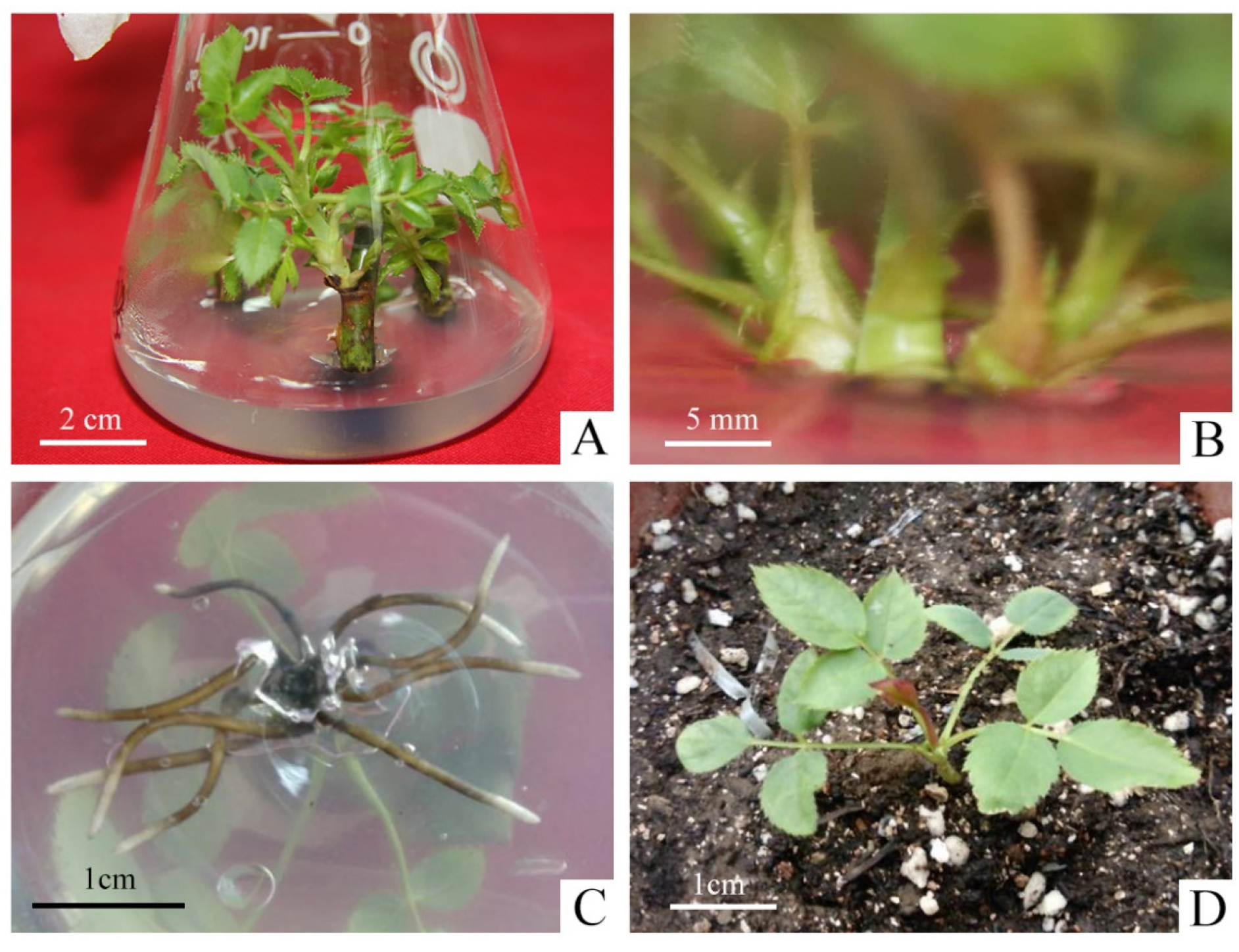 Plants 13 03553 g001