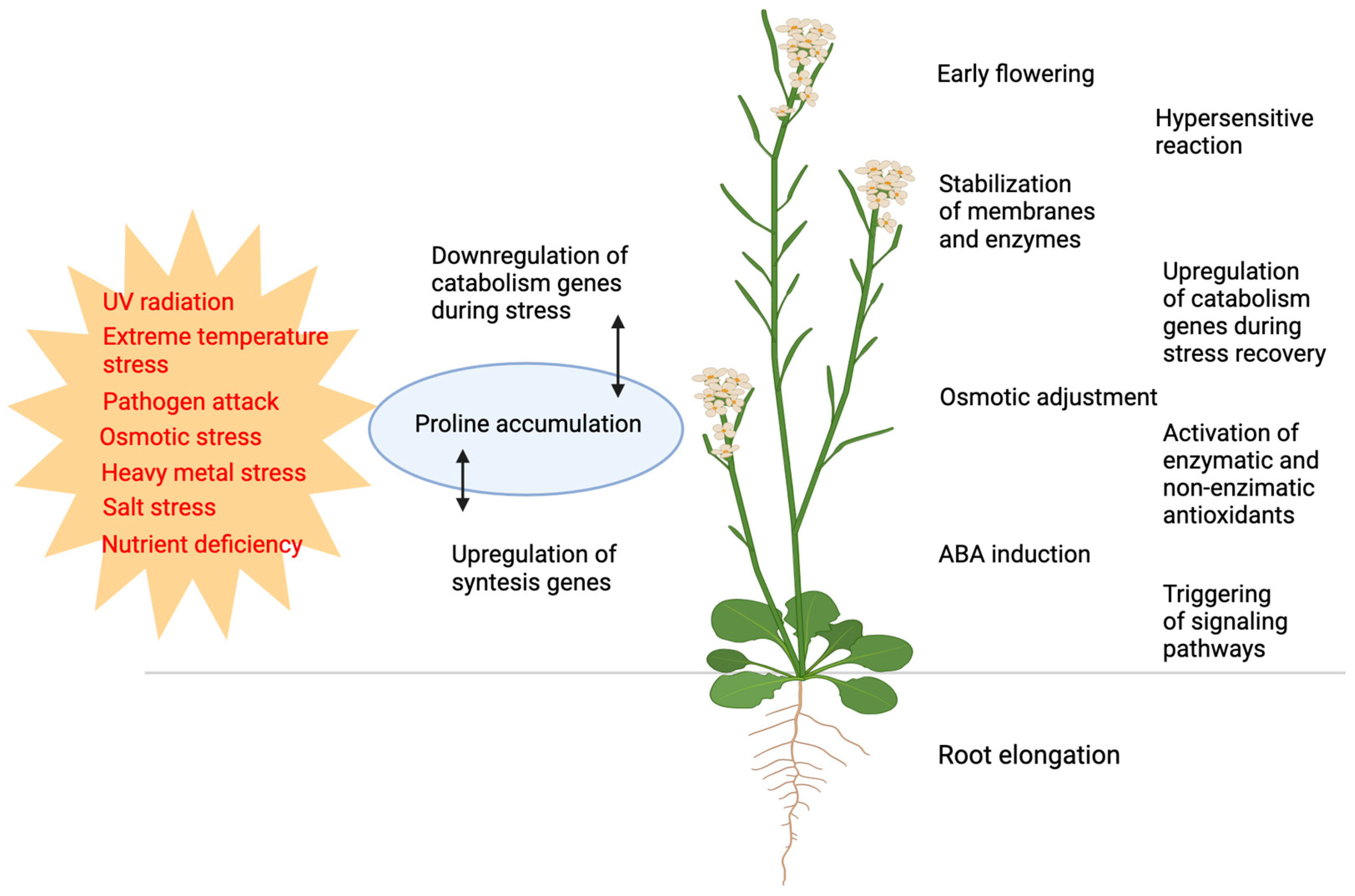 Plants 14 00002 g001