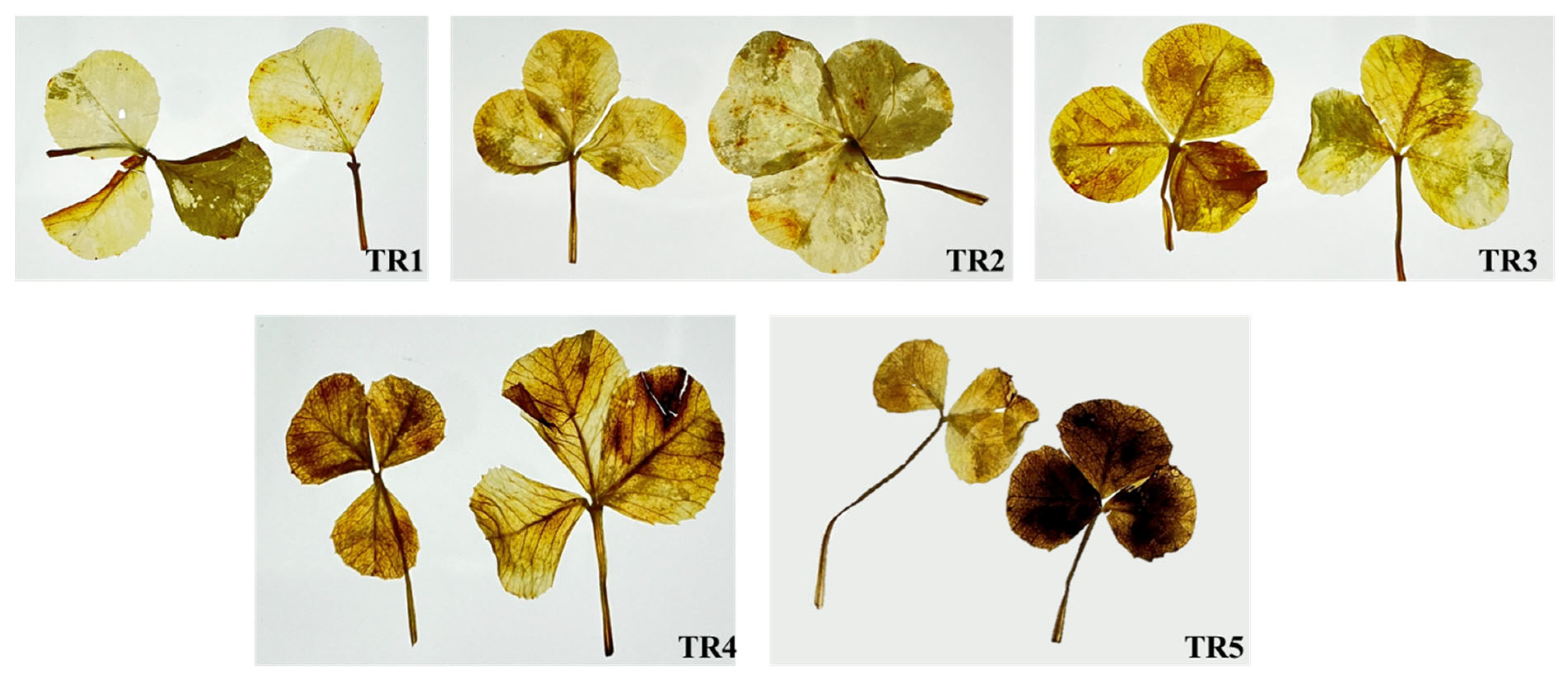 Plants 14 00096 g003 Plants 14 00096 g003