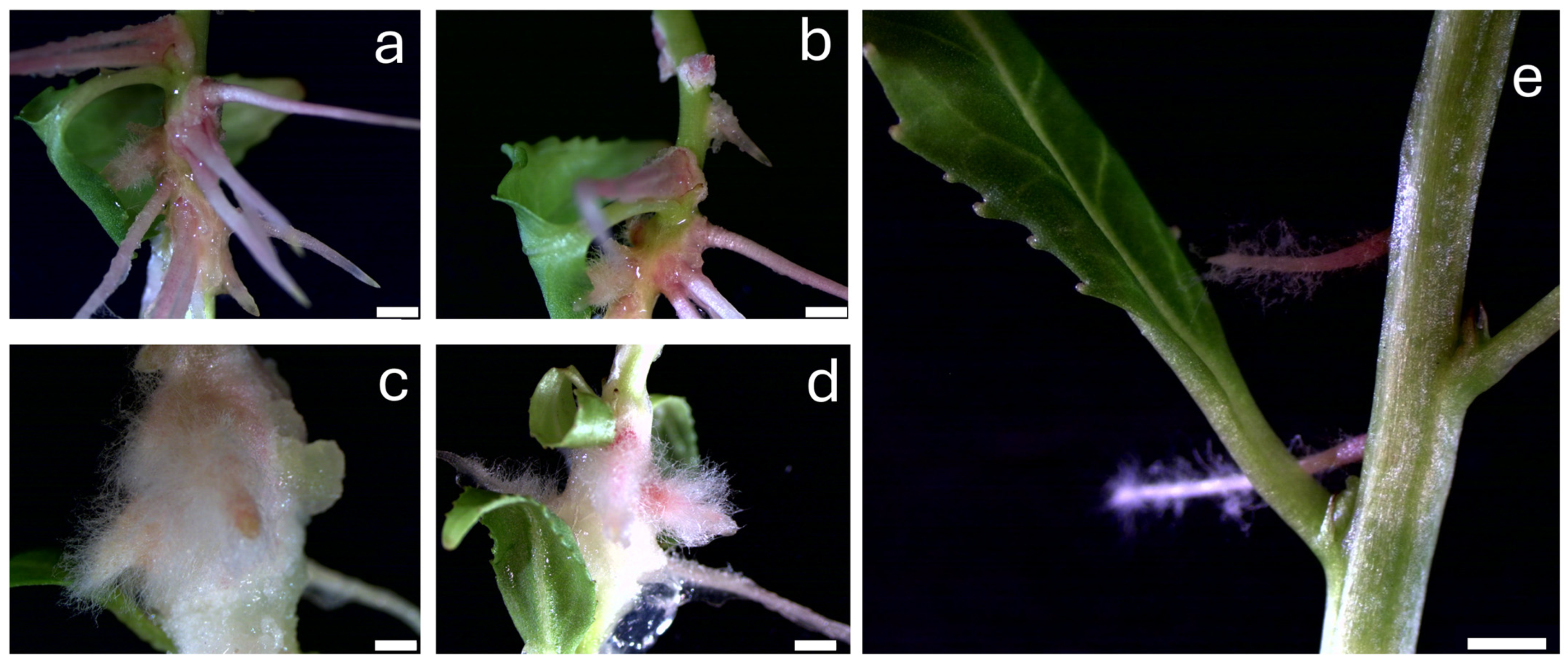 Plants 14 00108 g003 Plants 14 00108 g003