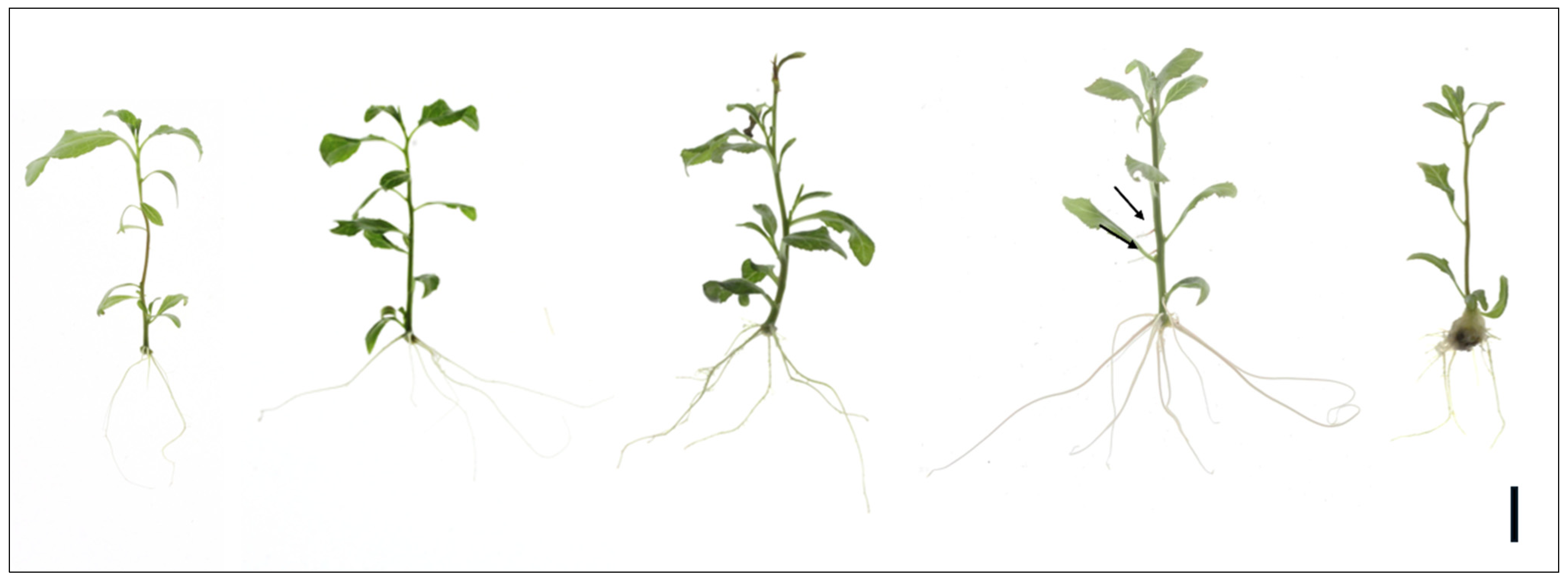 Plants 14 00108 g004 Plants 14 00108 g004