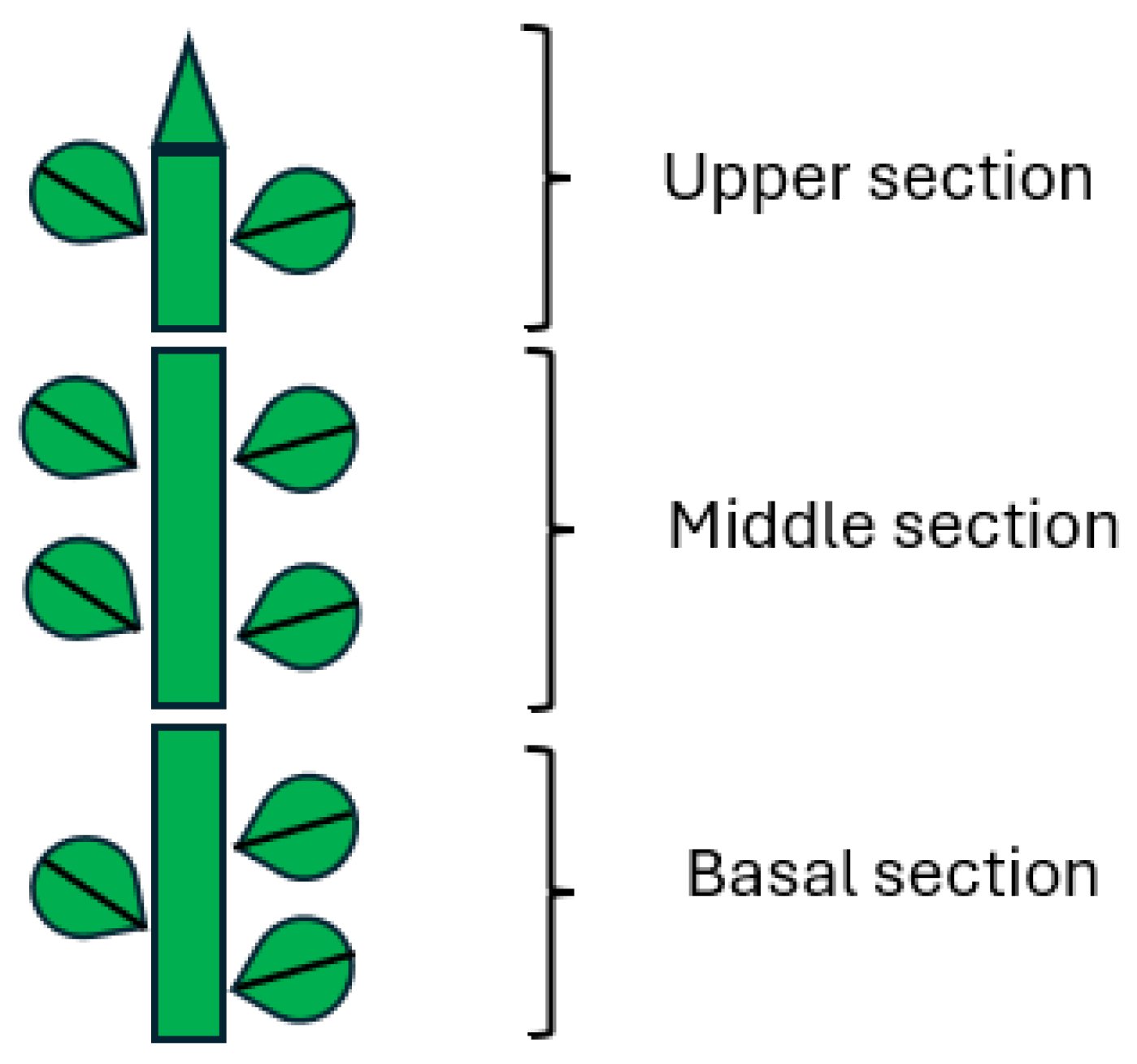 Plants 14 00108 g008 Plants 14 00108 g008