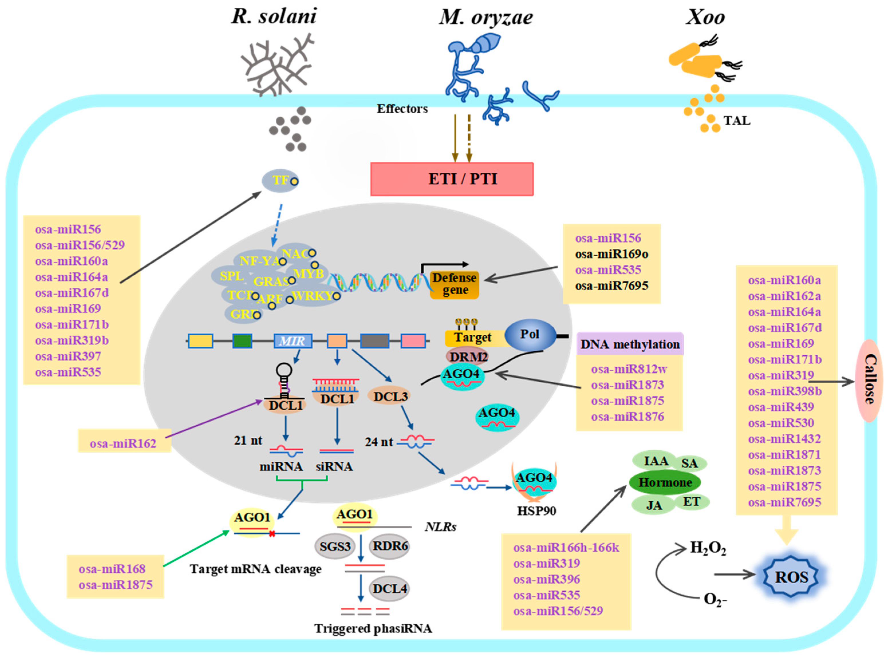 Plants 14 00136 g001