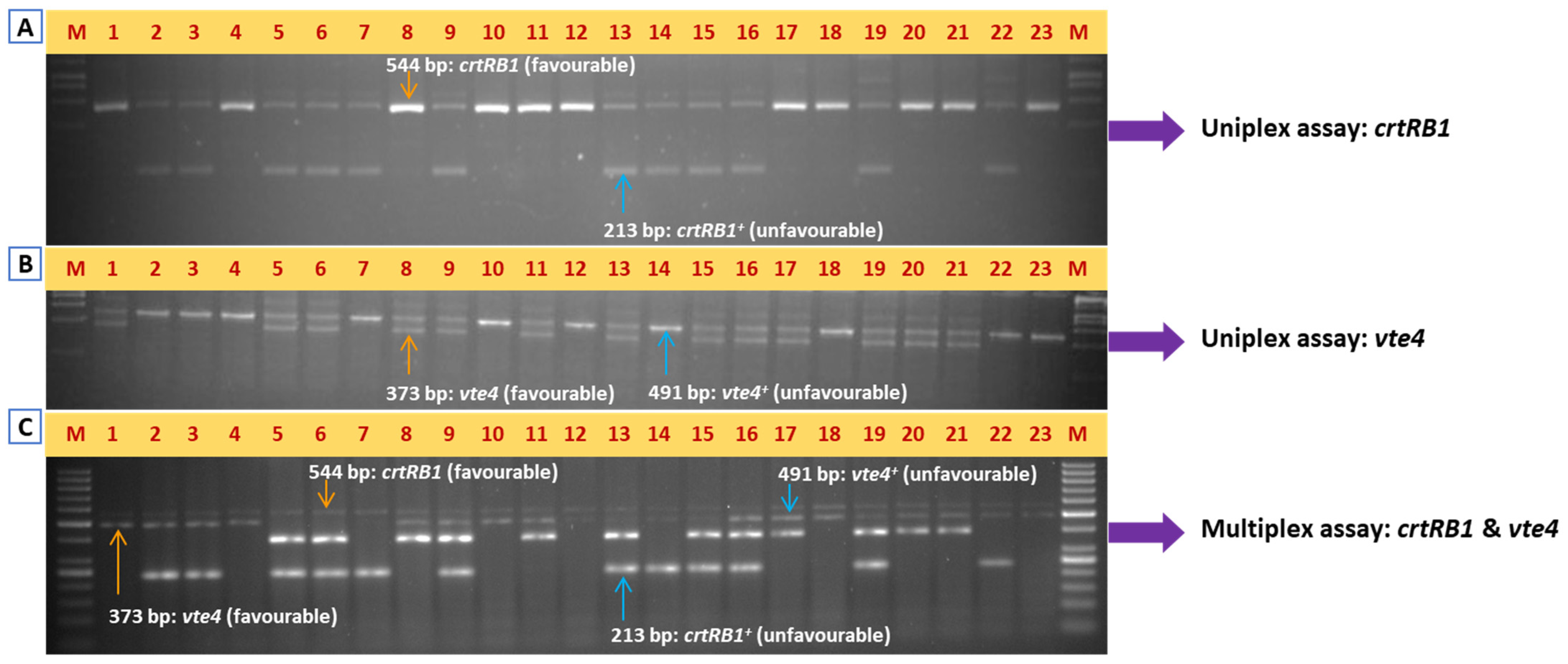 Plants 14 00142 g002 Plants 14 00142 g002