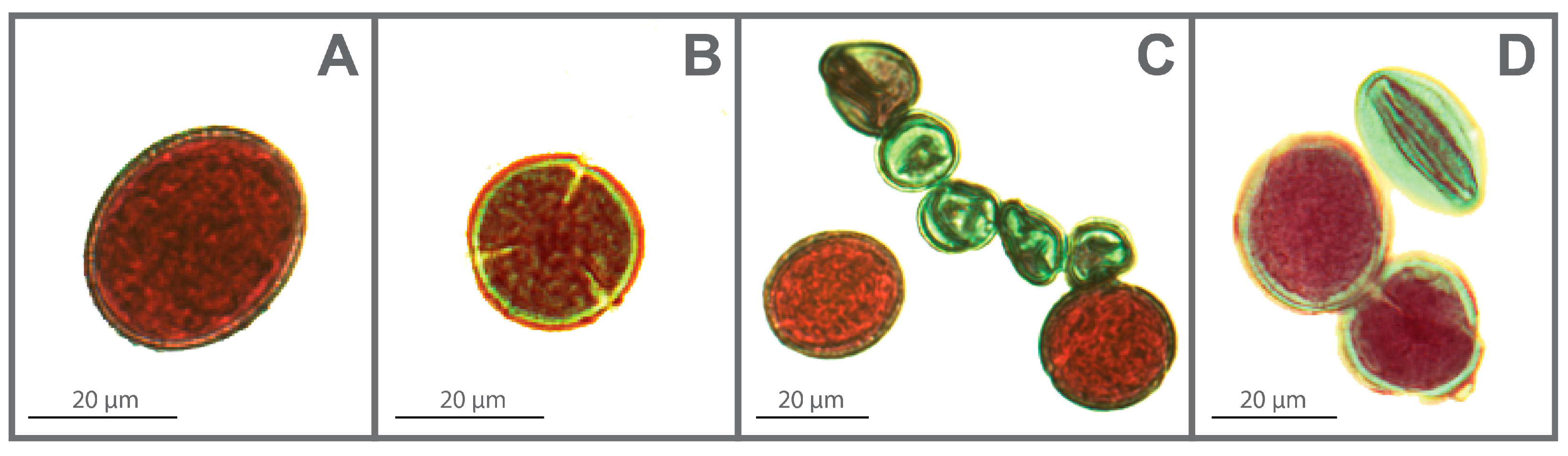 Plants 14 00146 g004