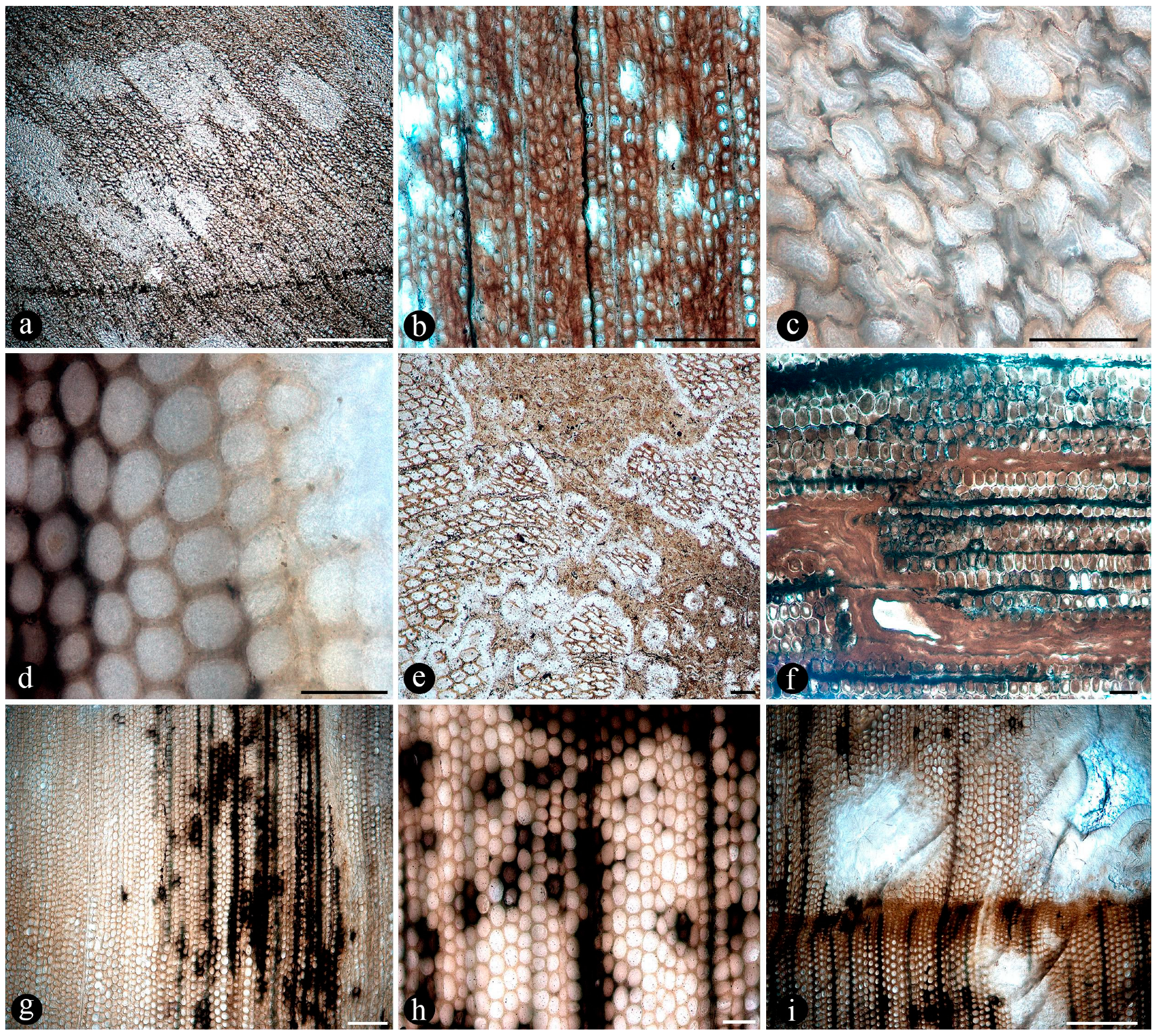 Plants 14 00165 g013