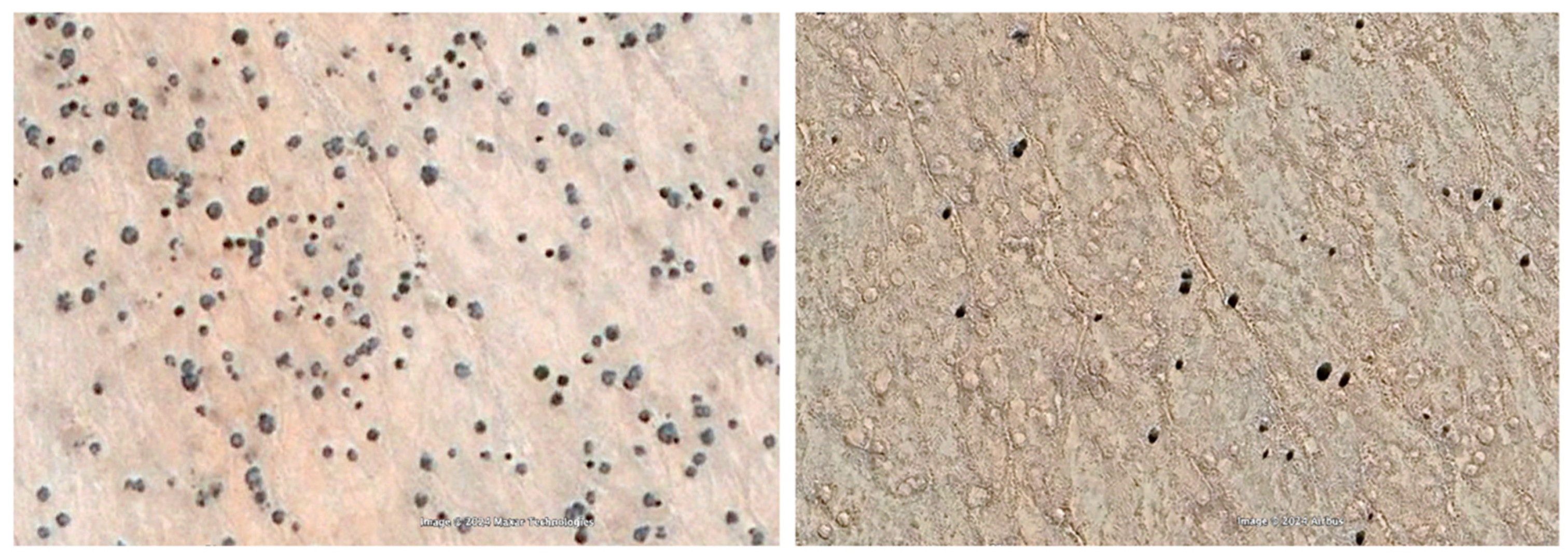 Plants 14 00190 g007