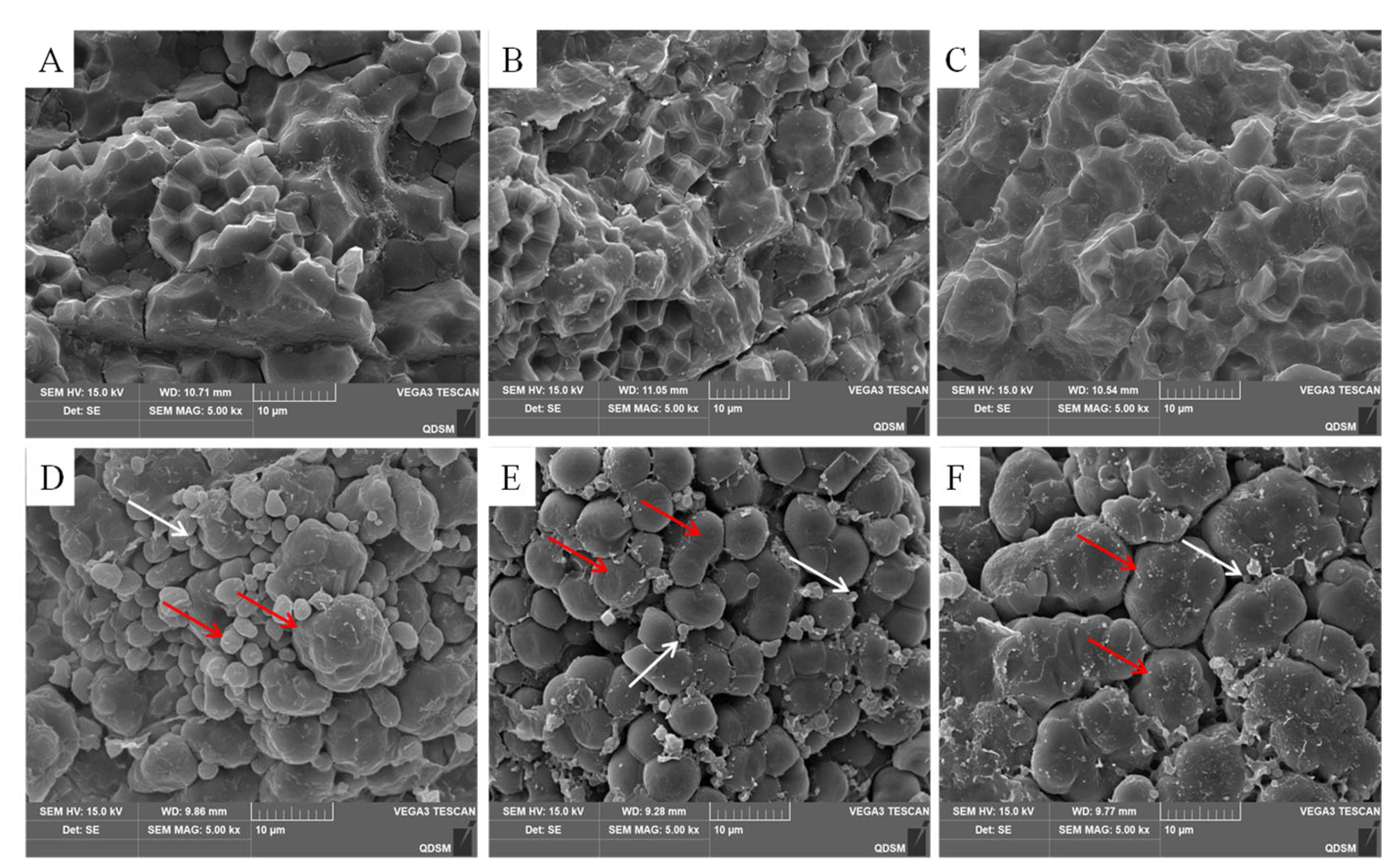 Plants 14 00244 g001
