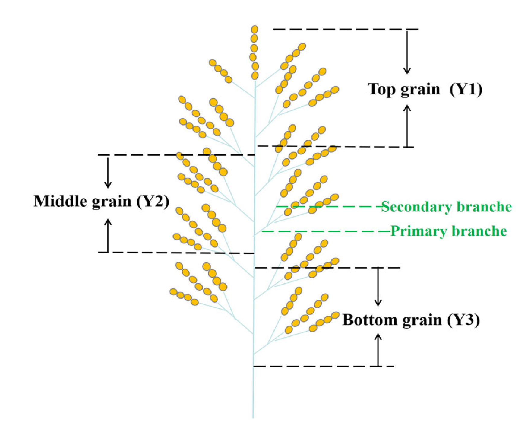 Plants 14 00244 g007