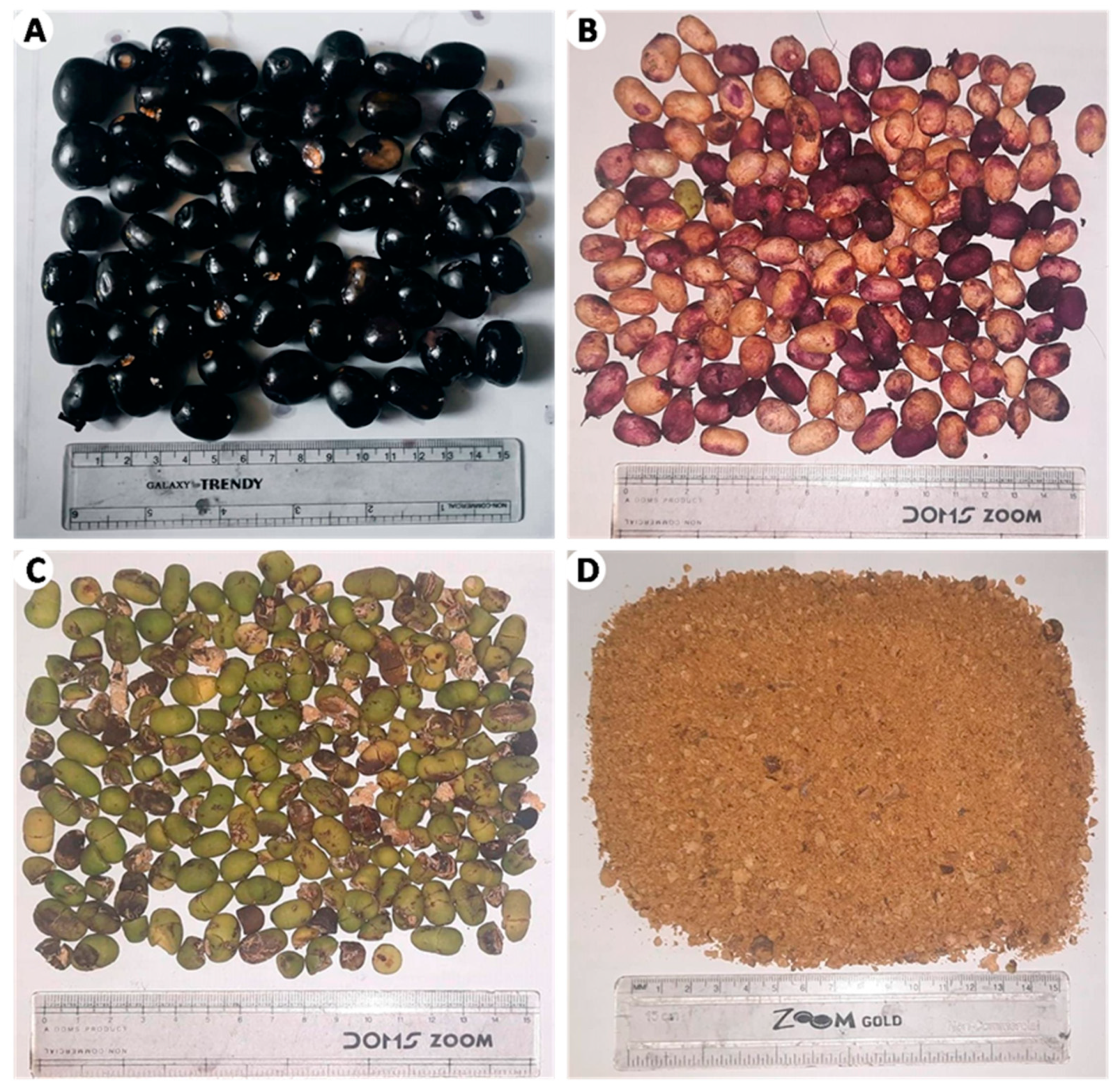 Plants 14 00316 g001