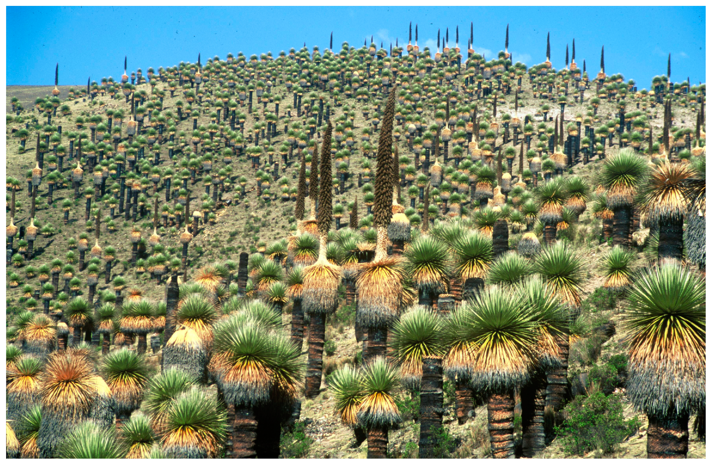 Plants 14 00321 g003 Plants 14 00321 g003