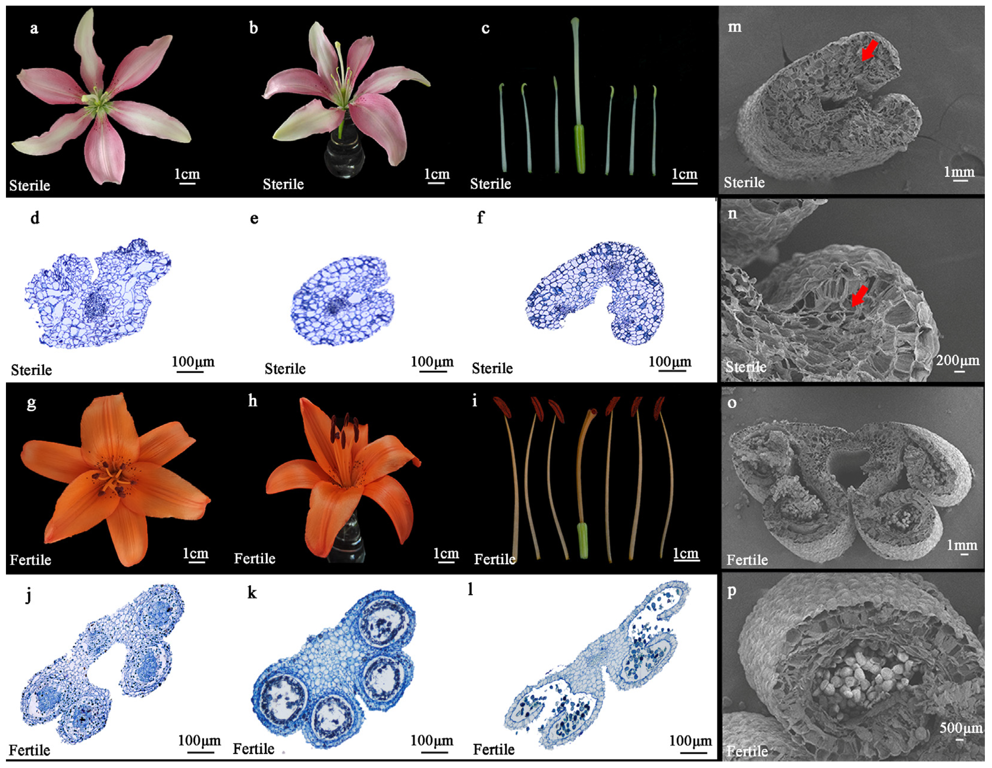 Plants 14 00323 g001