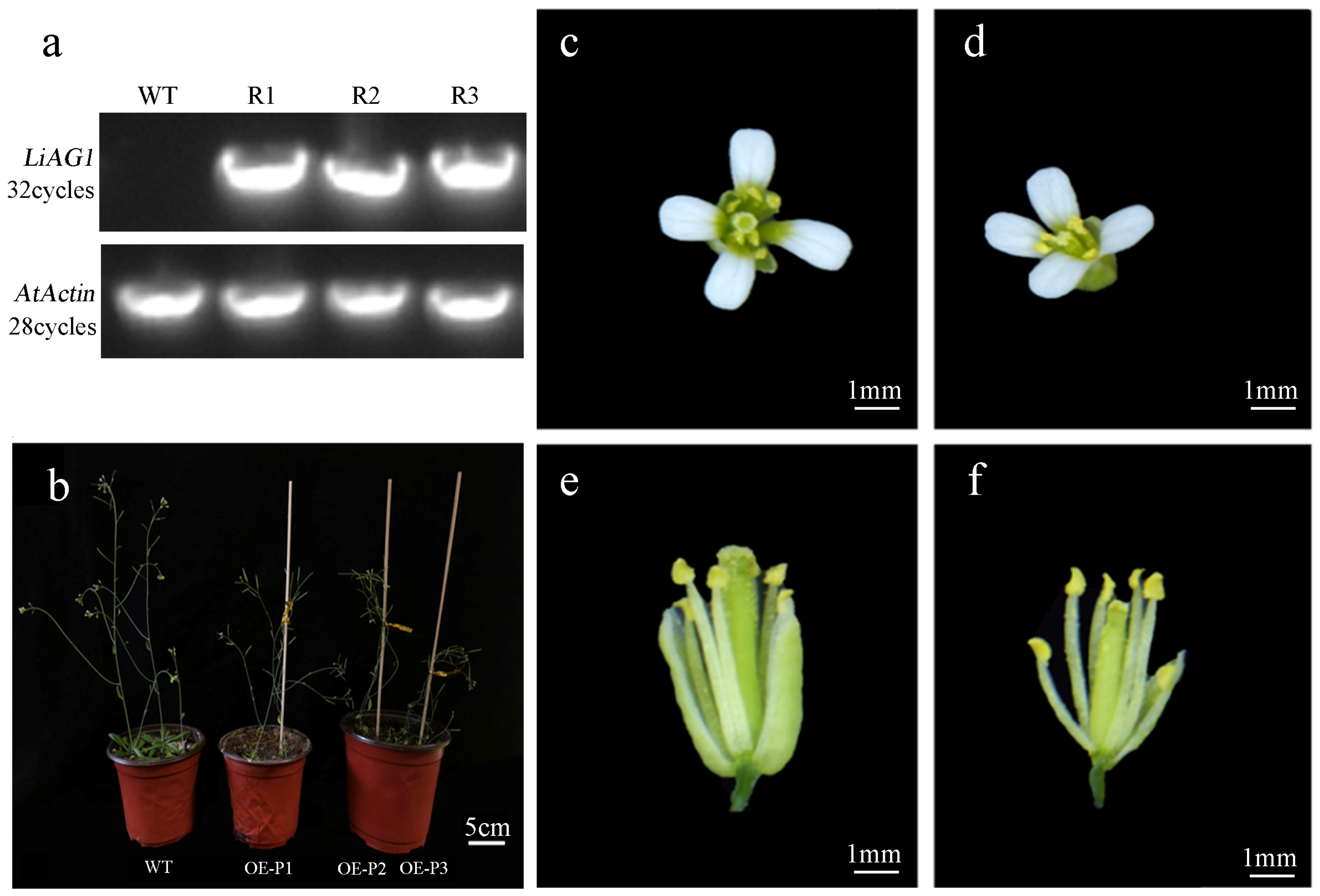 Plants 14 00323 g006