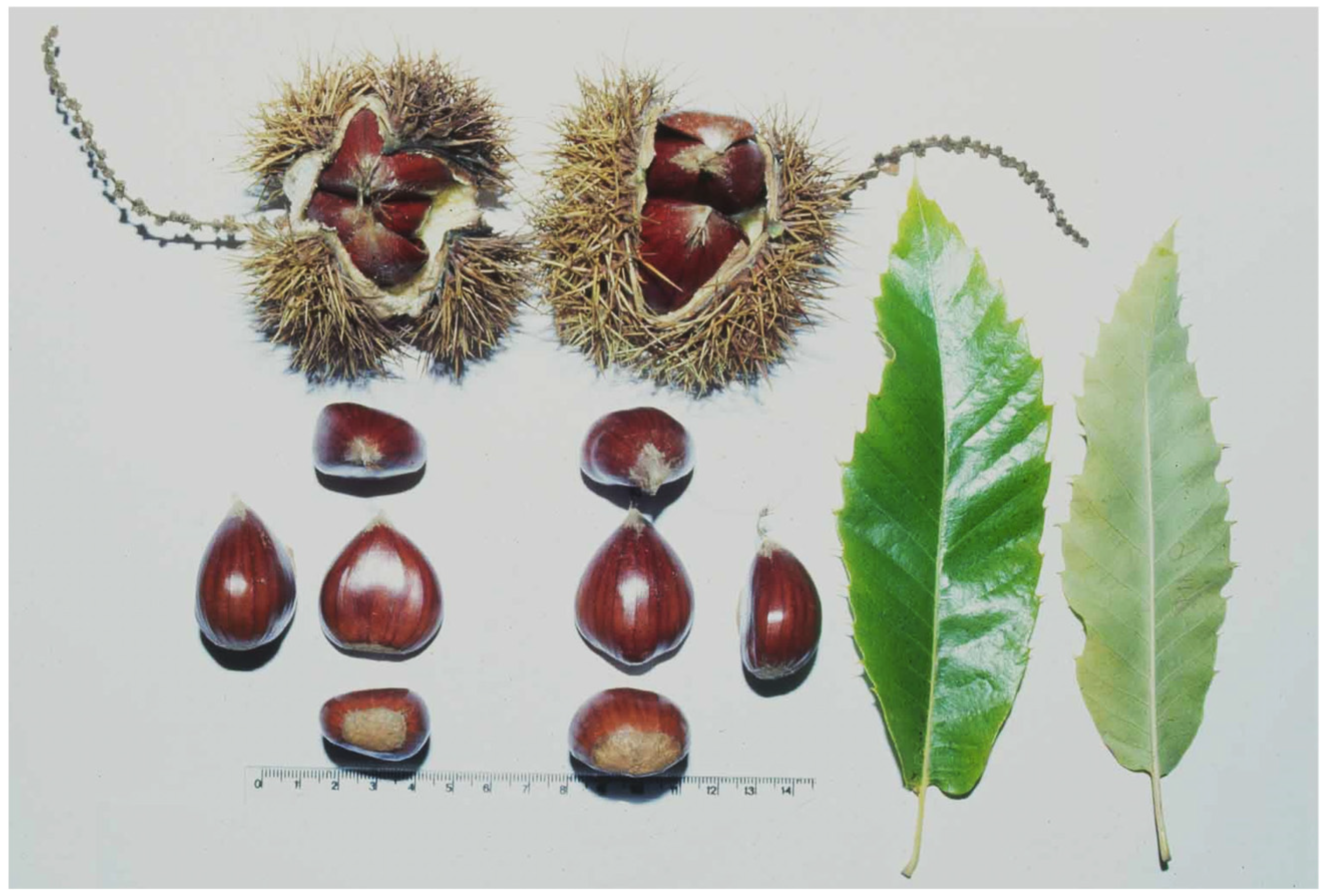 Plants 14 00335 g004