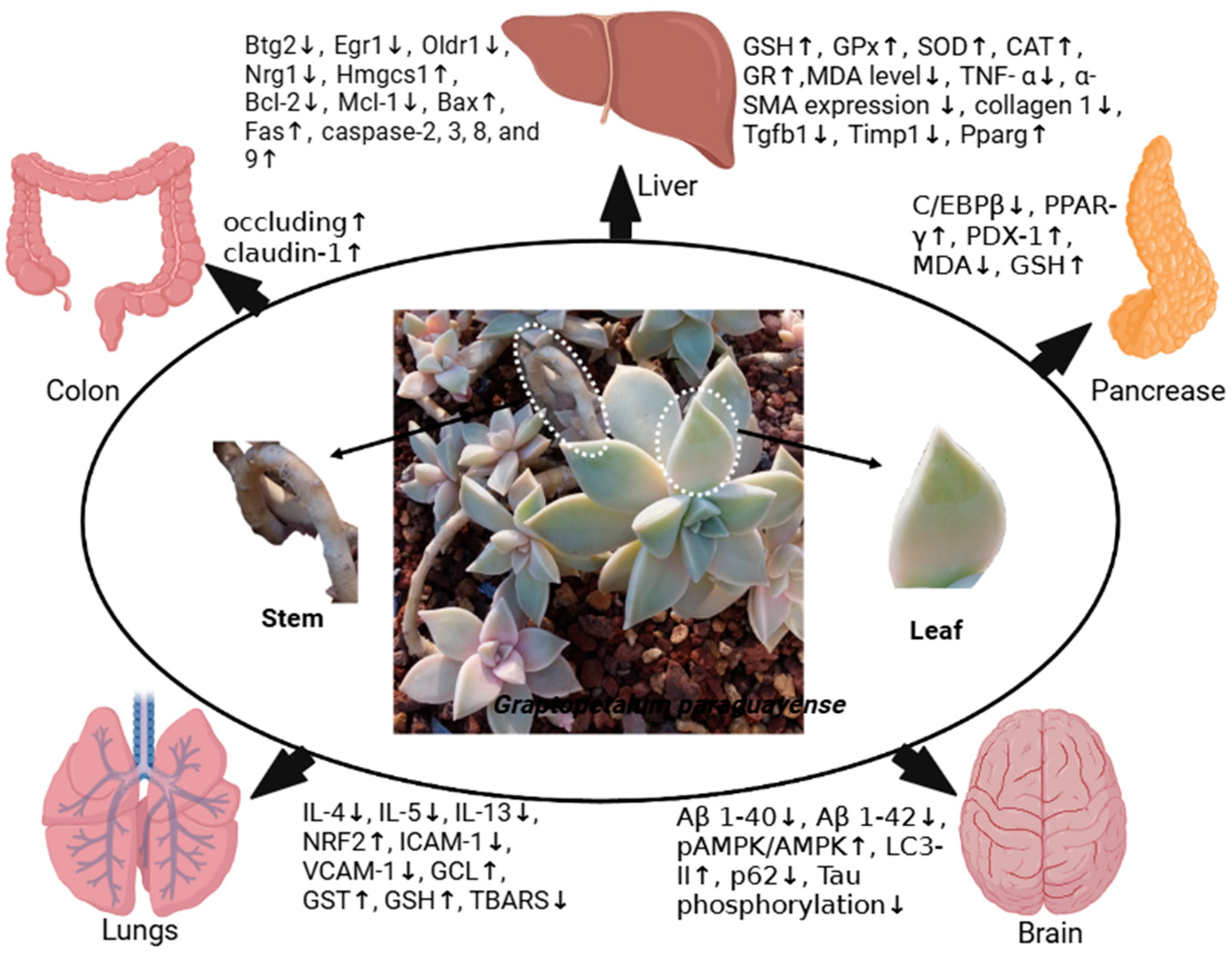 Plants 14 00349 g001 Plants 14 00349 g001