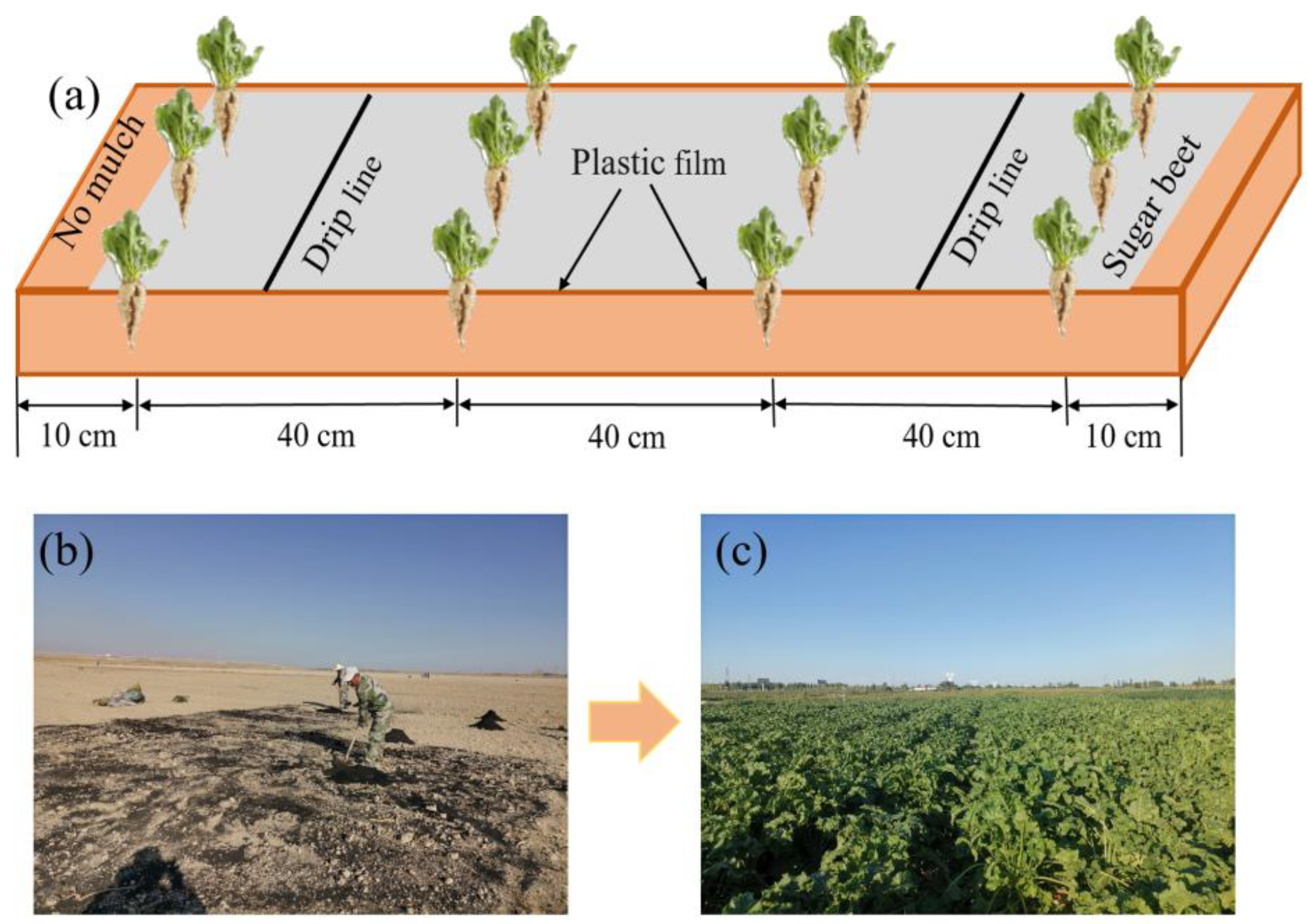 Plants 14 00368 g001