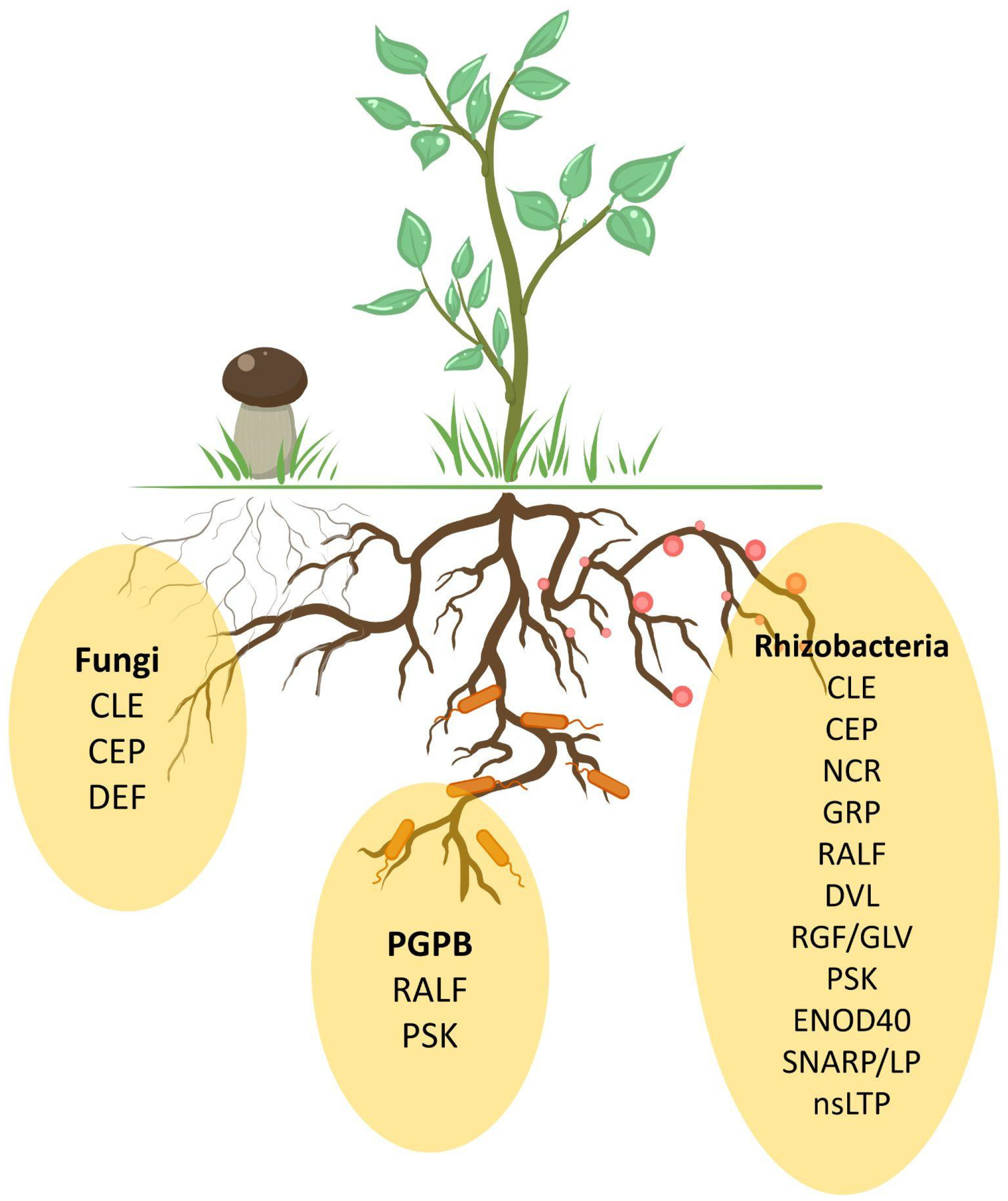 Plants 14 00378 g003