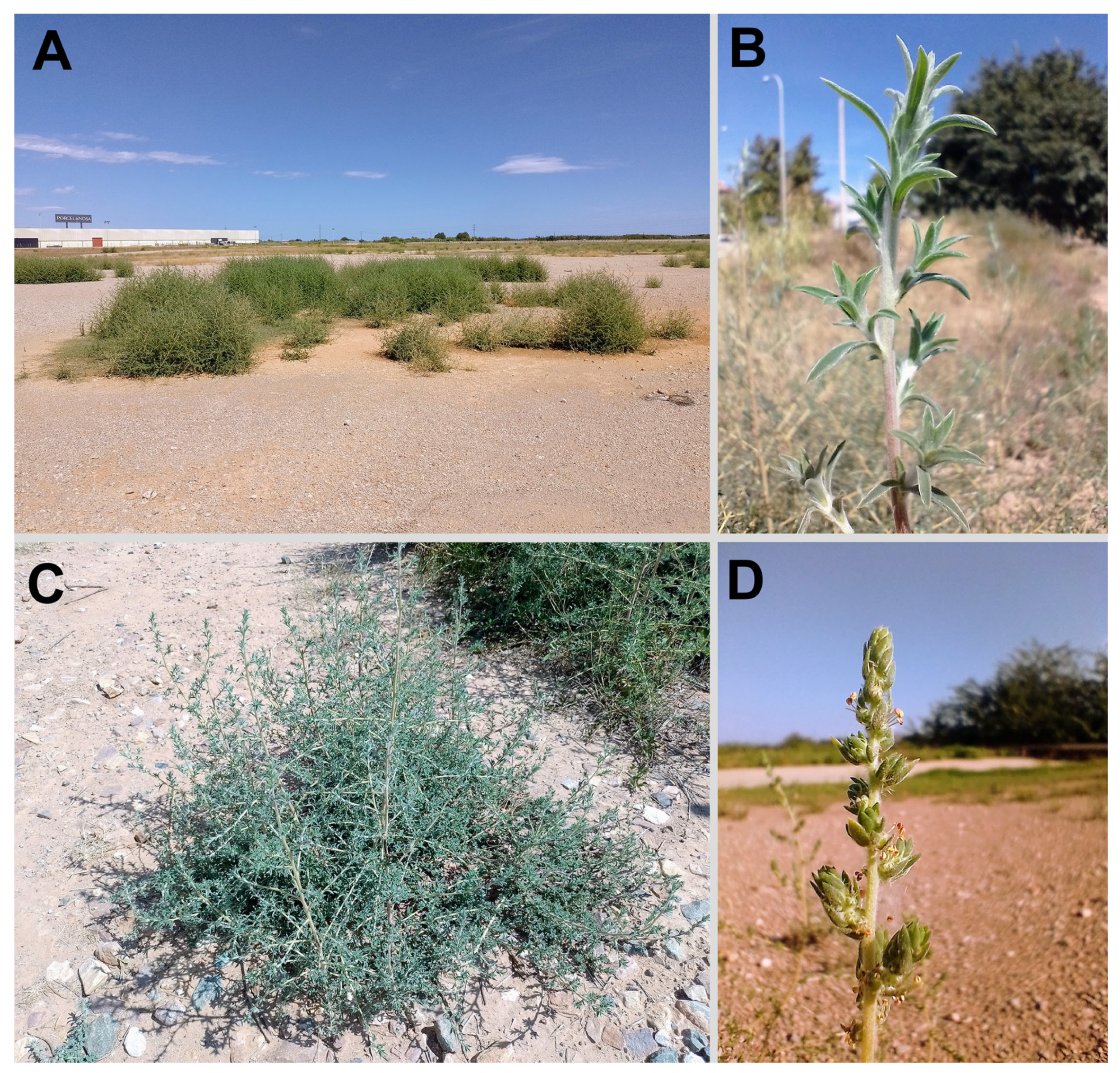 Plants 14 00398 g003 Plants 14 00398 g003