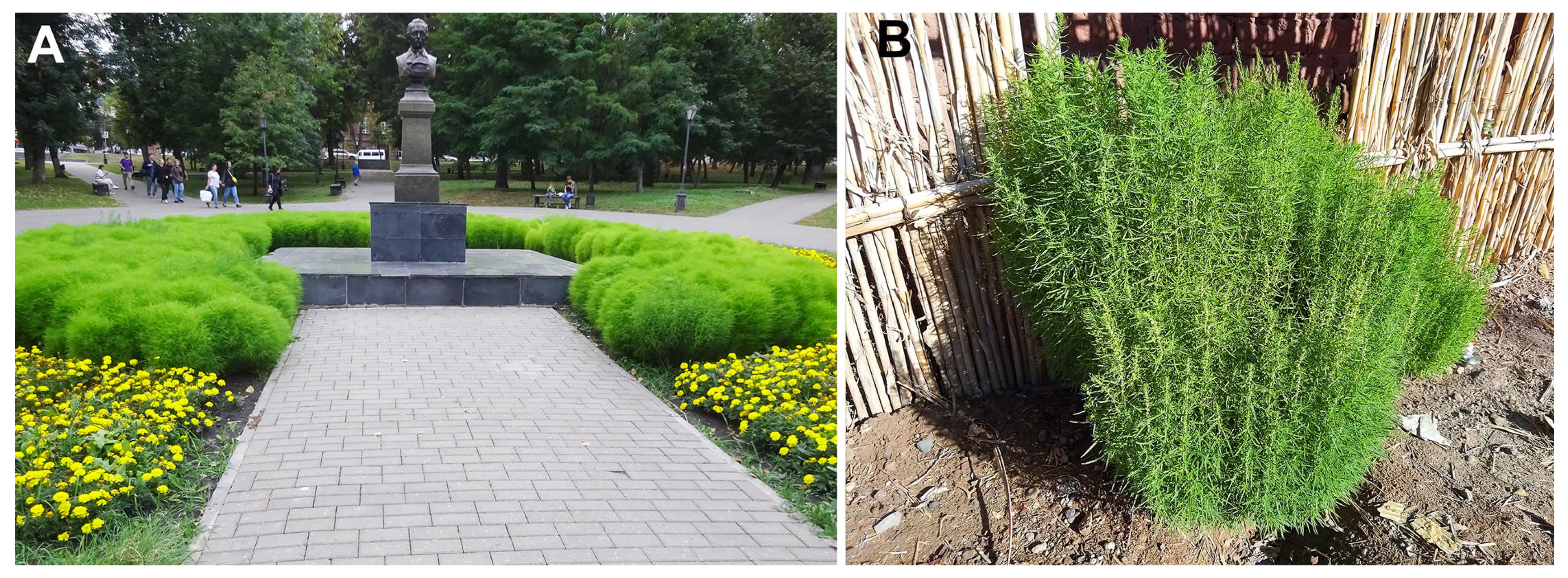 Plants 14 00398 g004 Plants 14 00398 g004