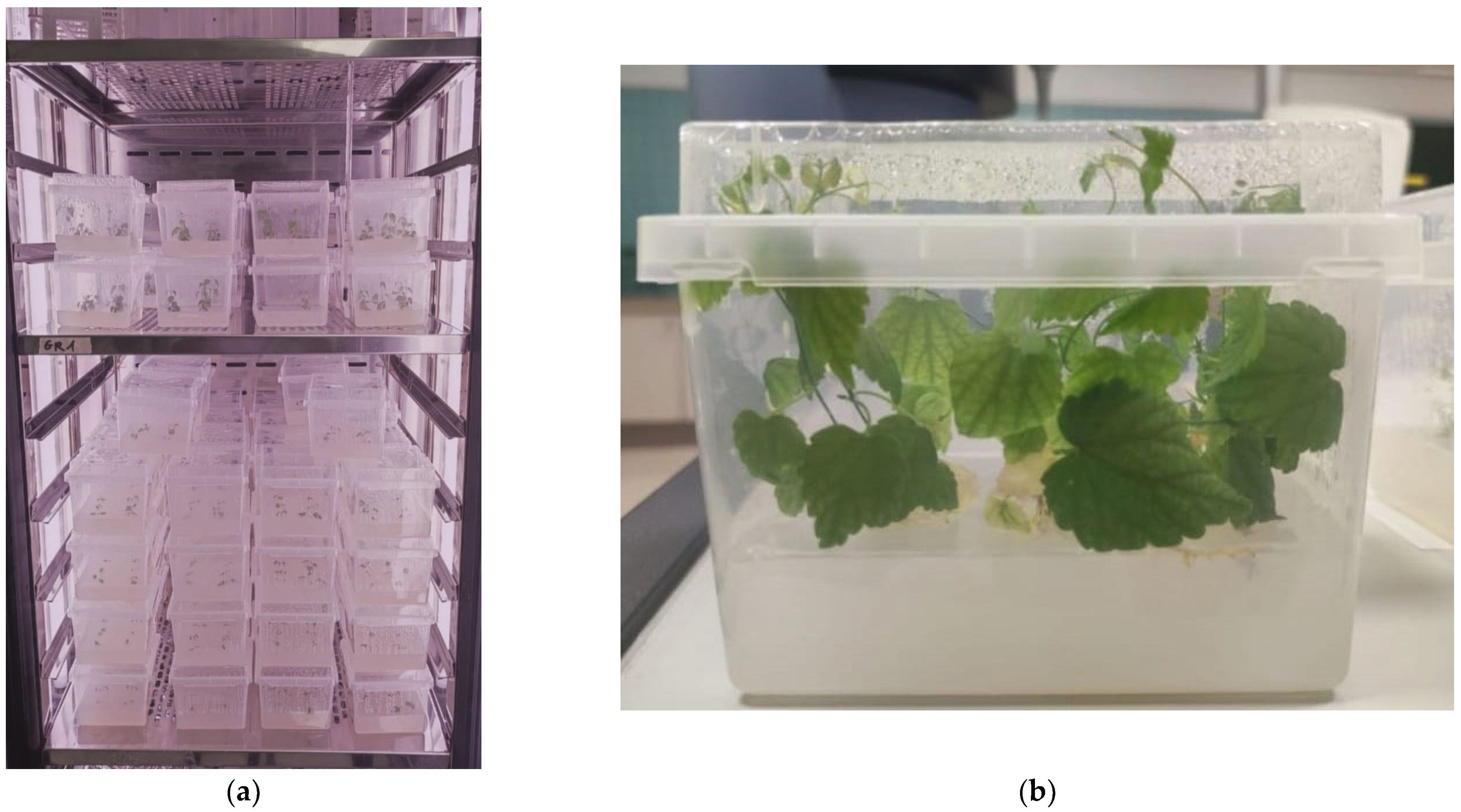 Plants 14 00418 g001