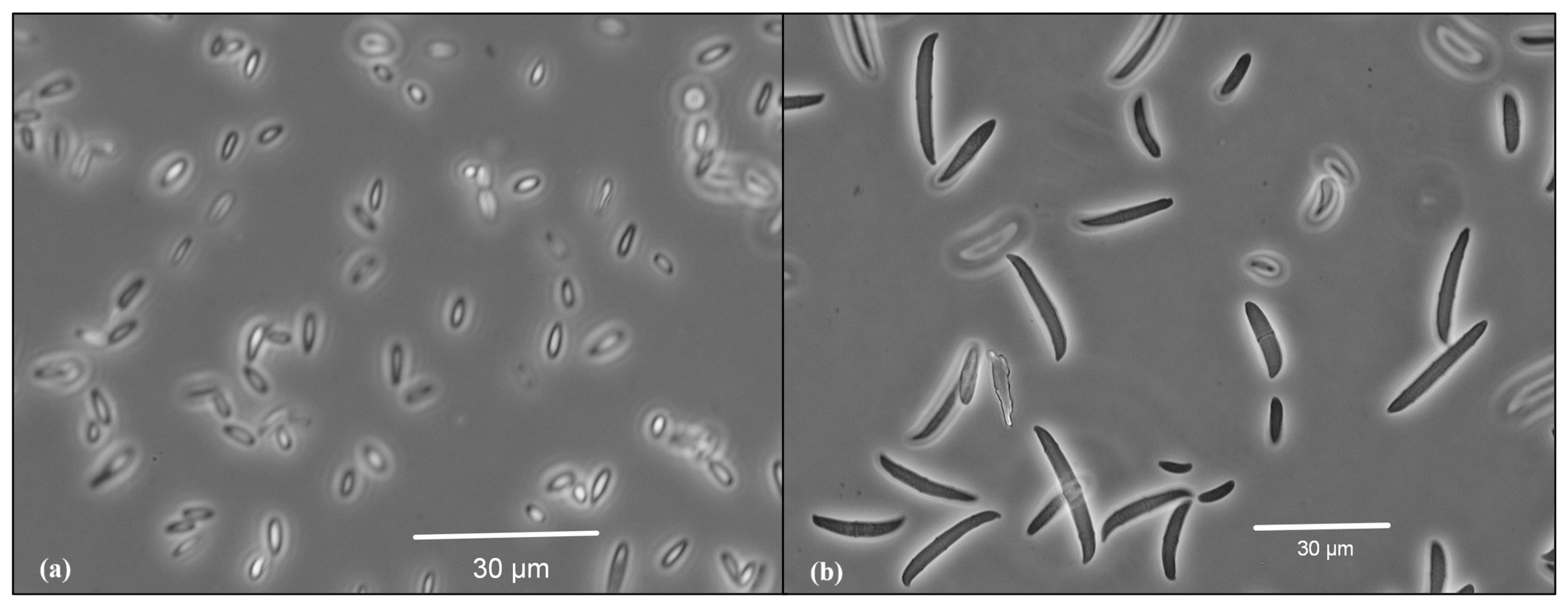 Plants 14 00440 g002