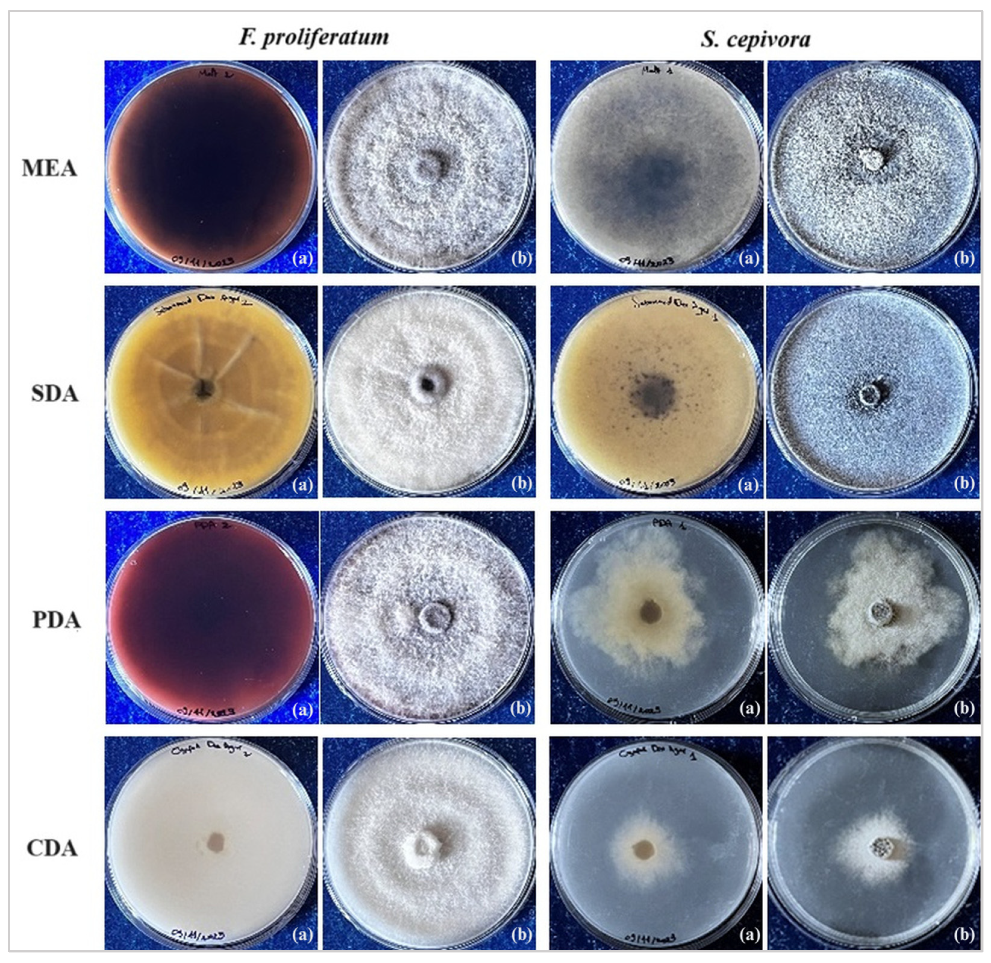 Plants 14 00440 g003