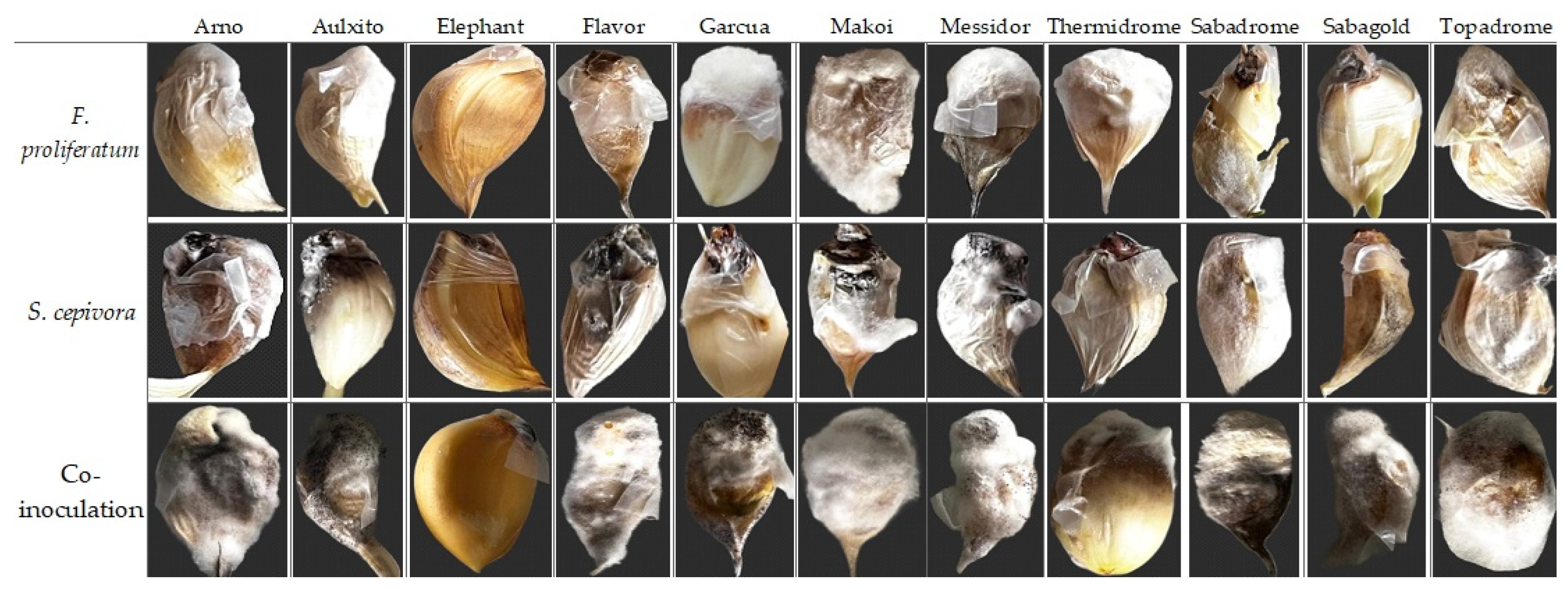 Plants 14 00440 g006