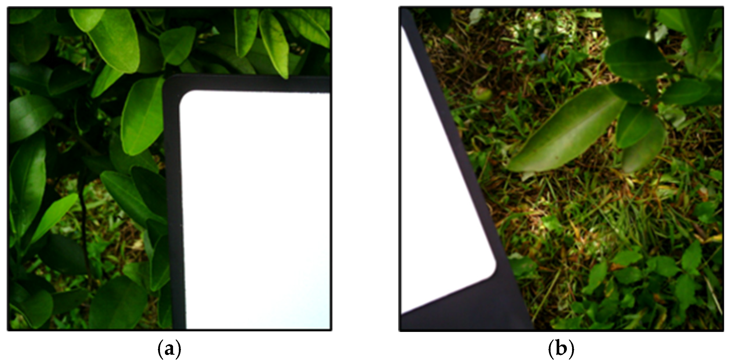 Plants 14 00451 g008