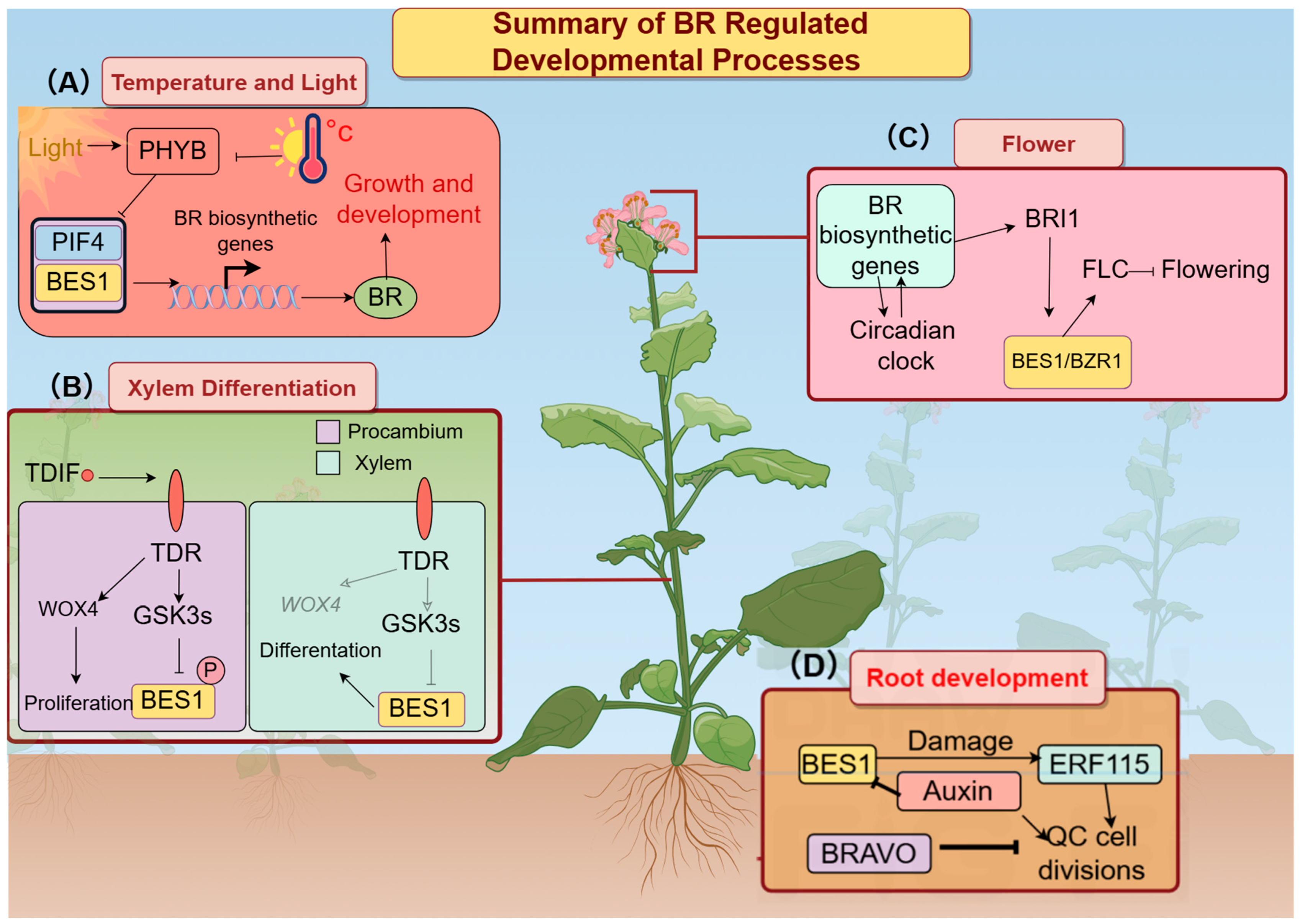Plants 14 00473 g001