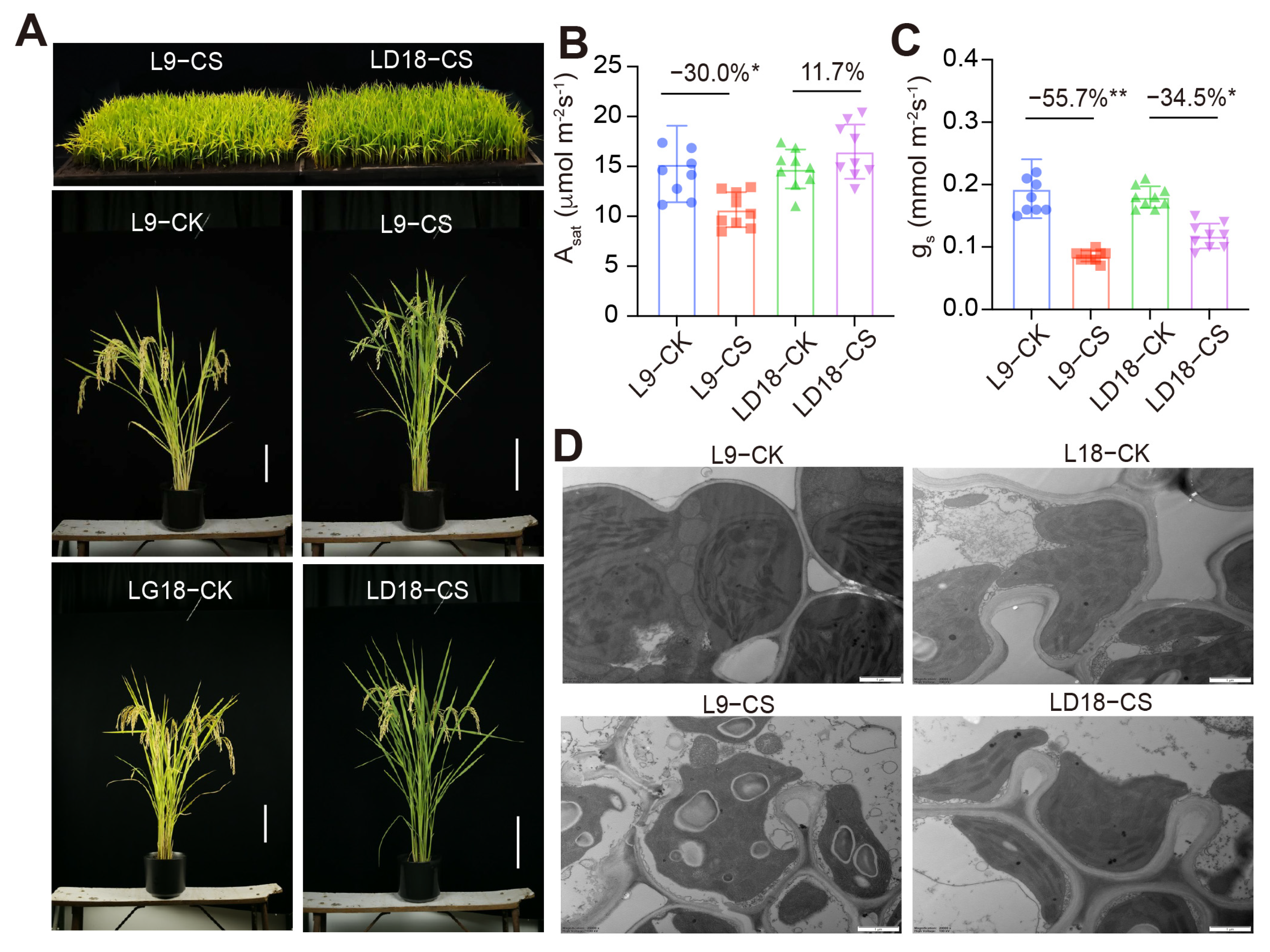 Plants 14 00498 g001