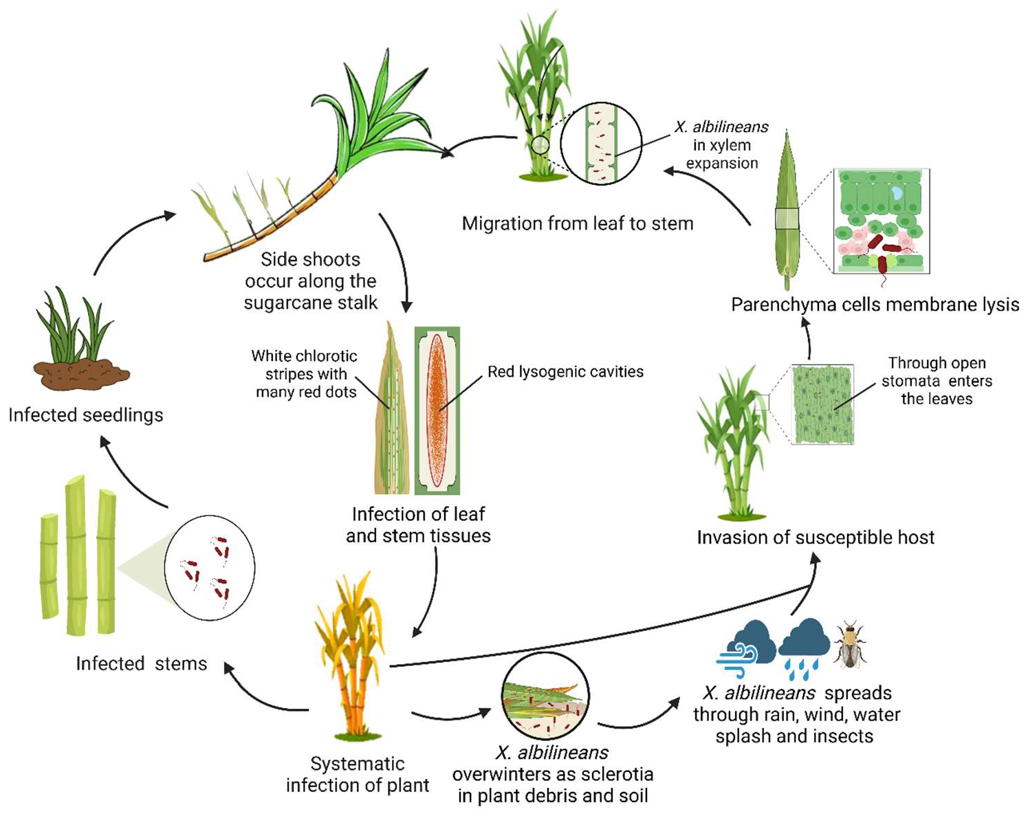Plants 14 00508 g001