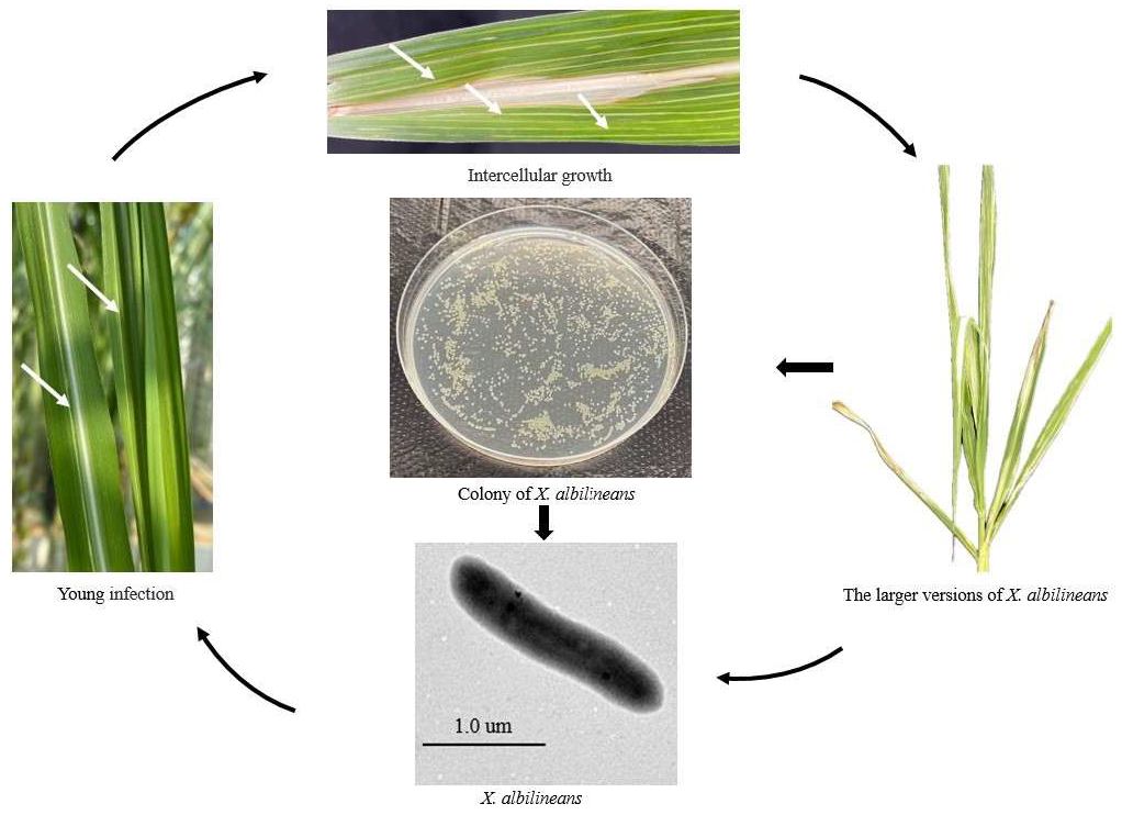 Plants 14 00508 g002