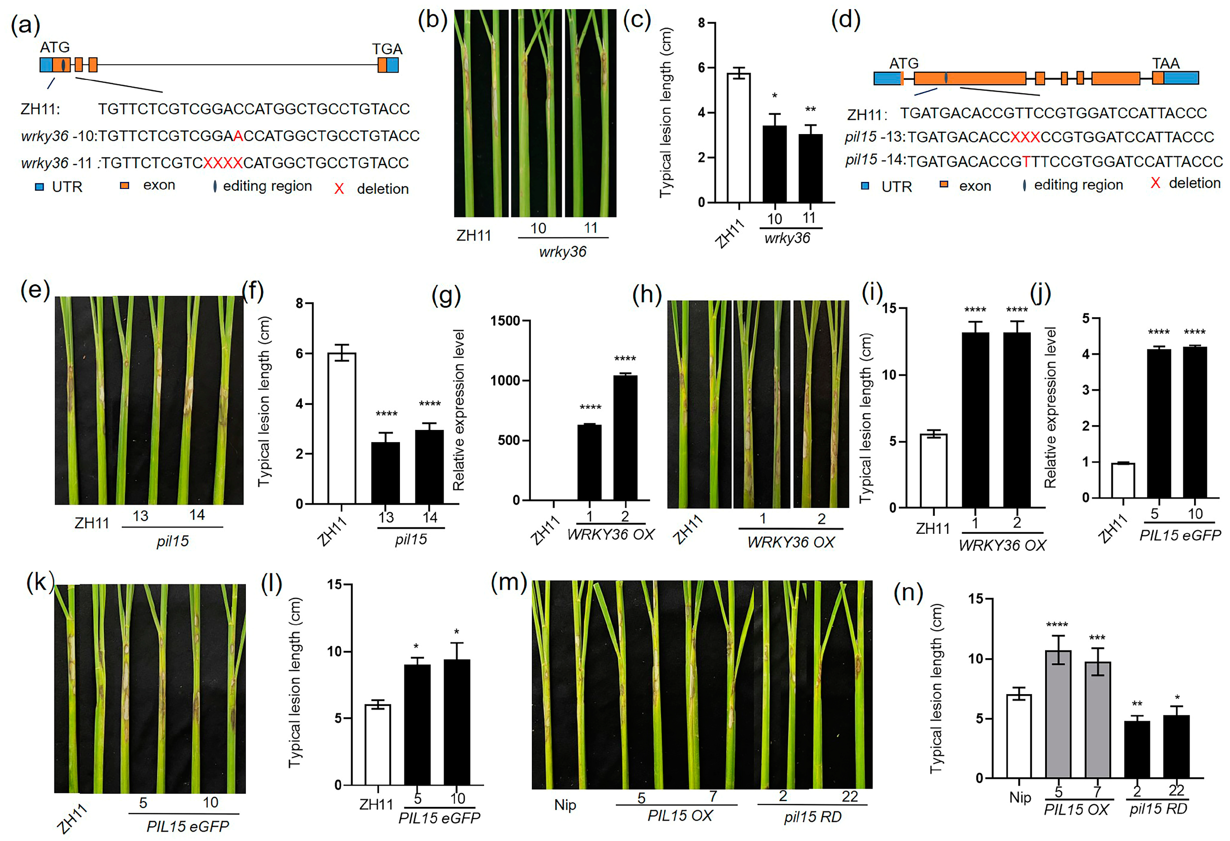 Plants 14 00518 g001