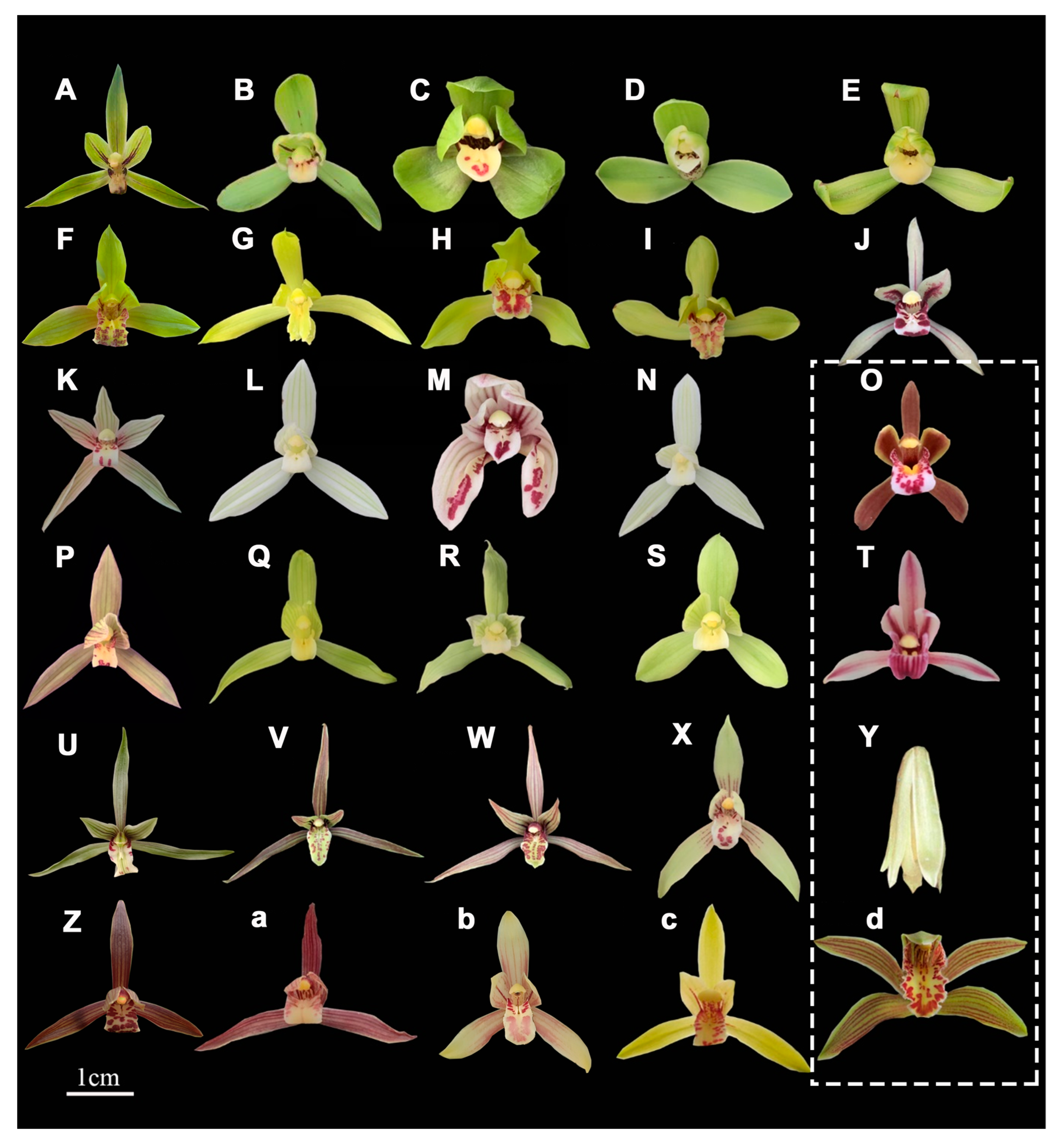 Plants 14 00619 g008