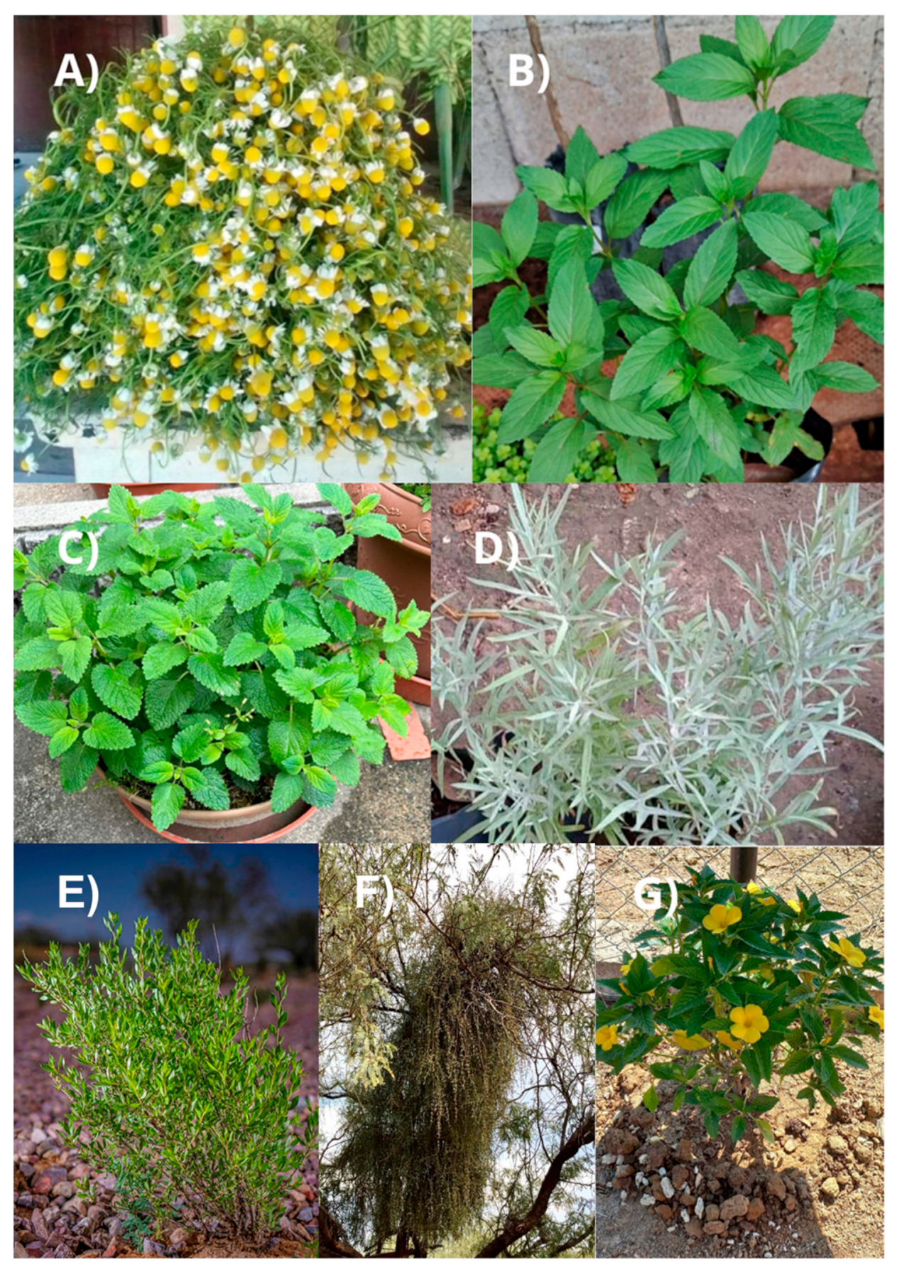 Plants 14 00642 g003