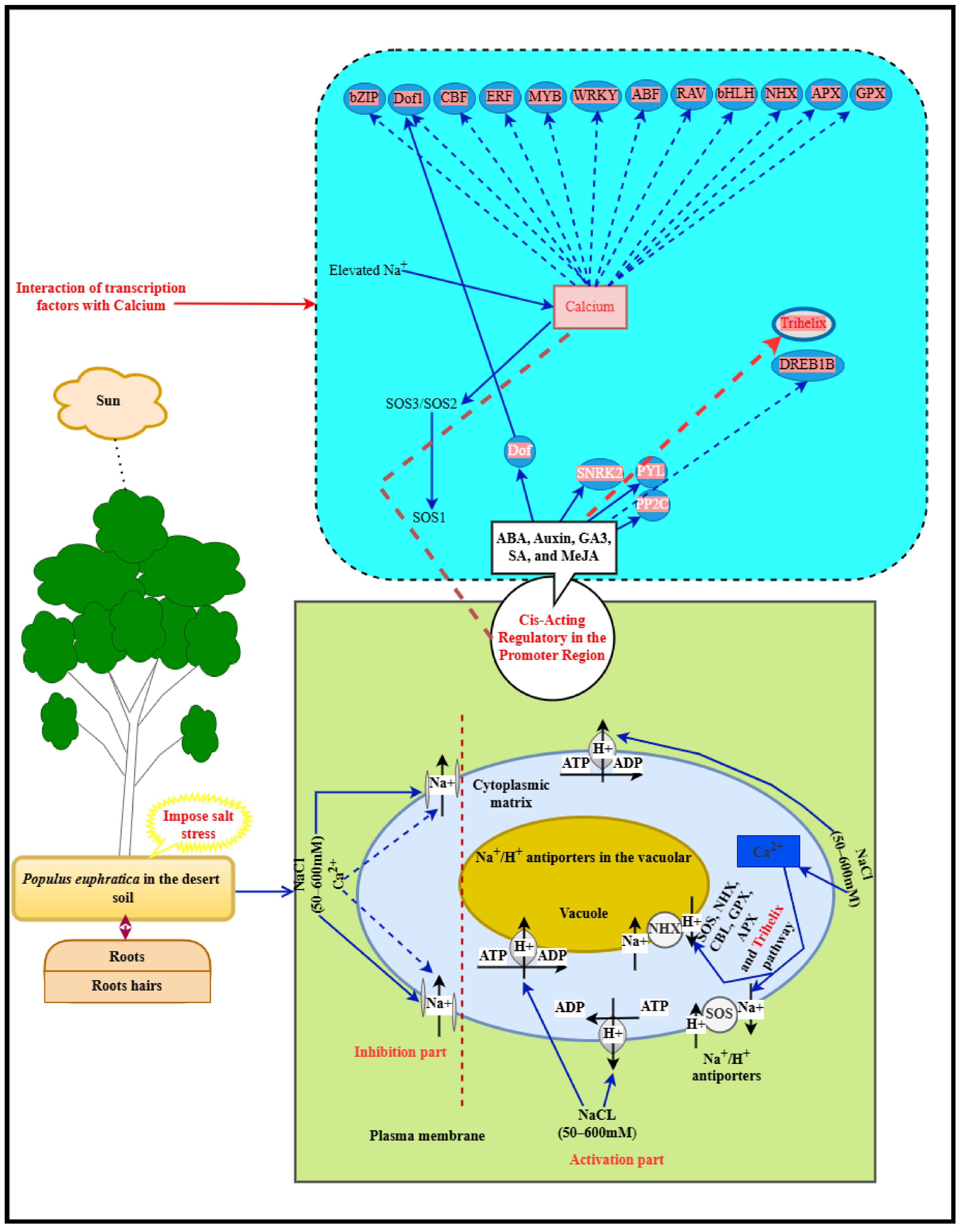 Plants 14 00662 g010