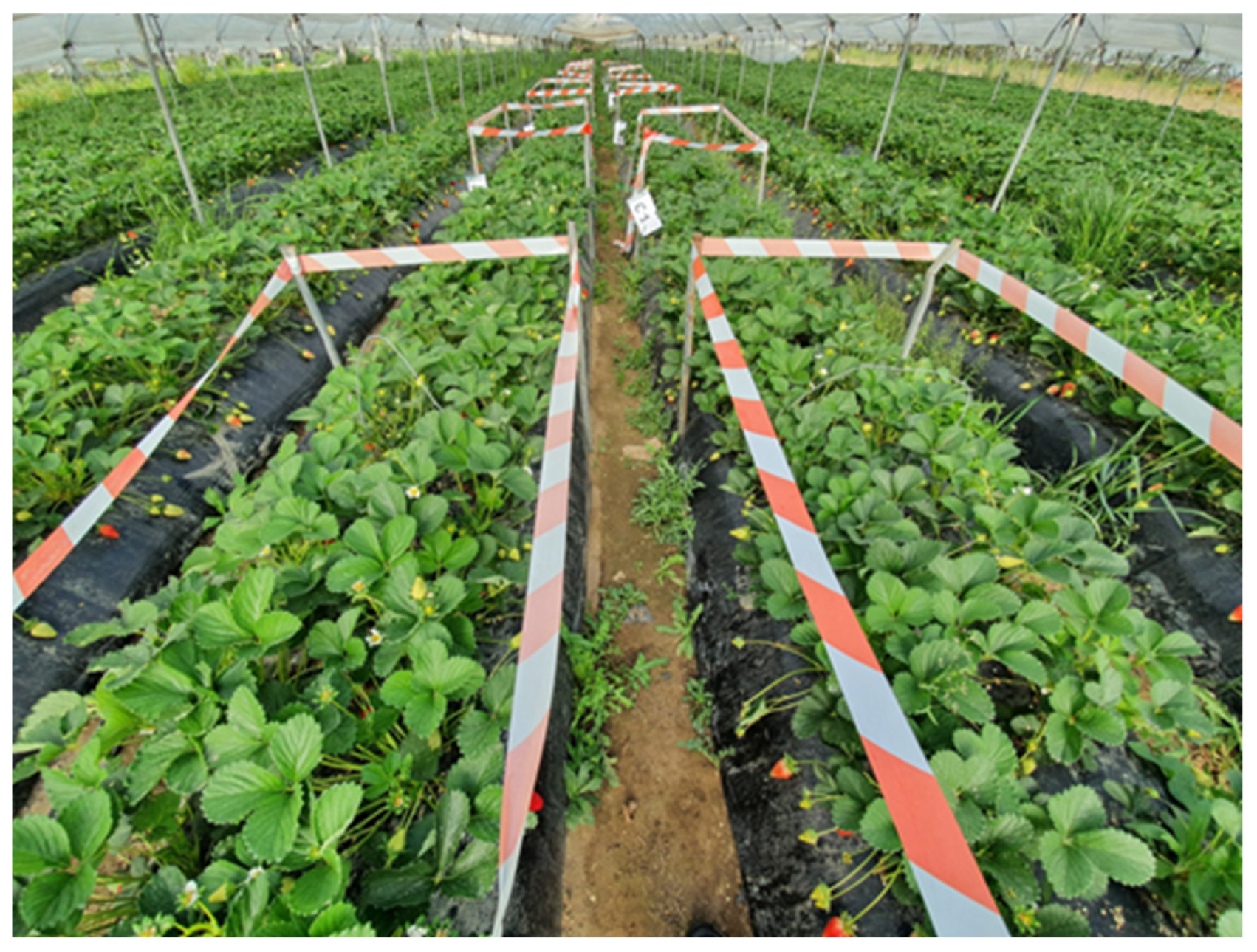 Plants 14 00712 g004