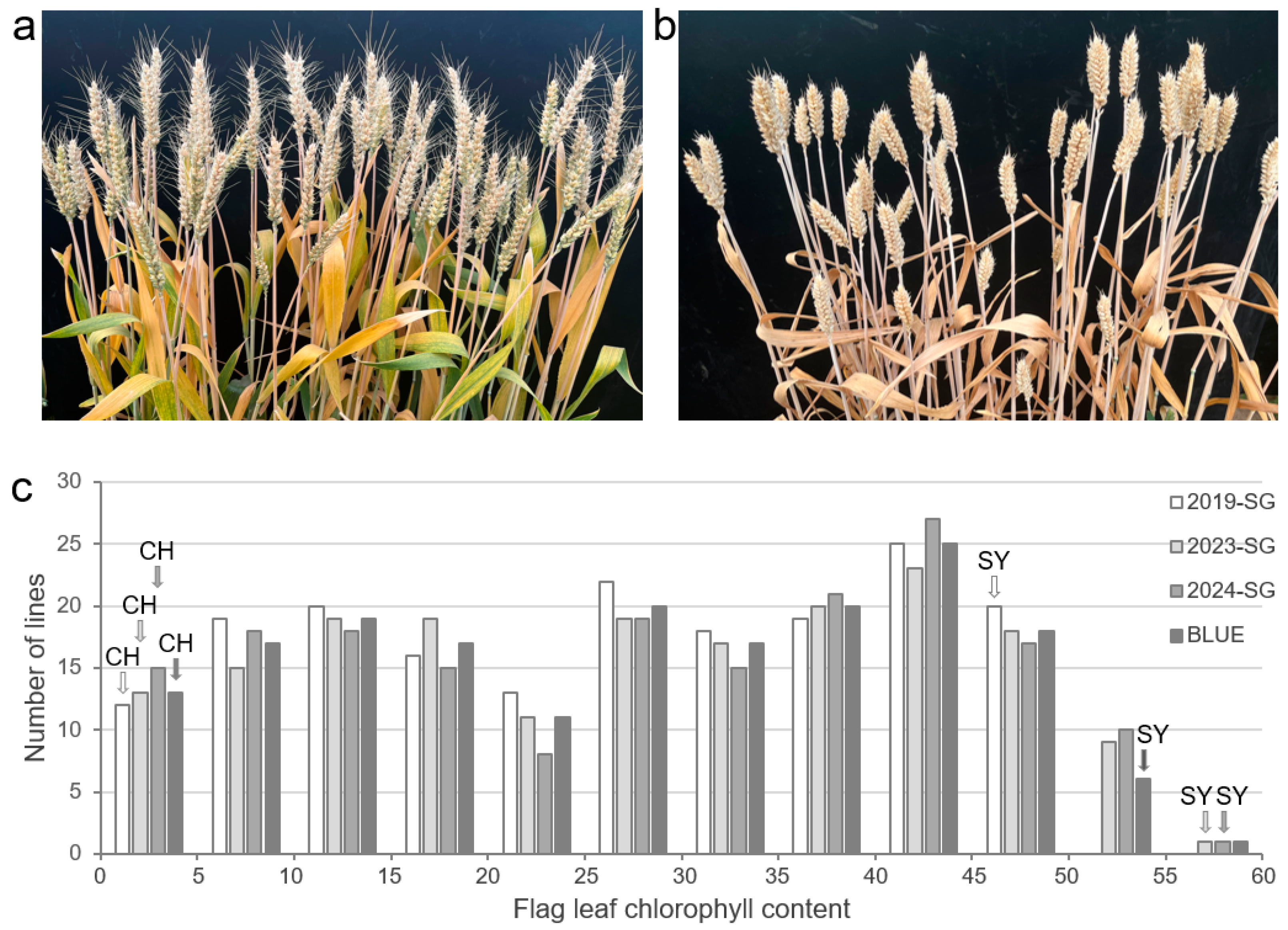 Plants 14 00727 g001